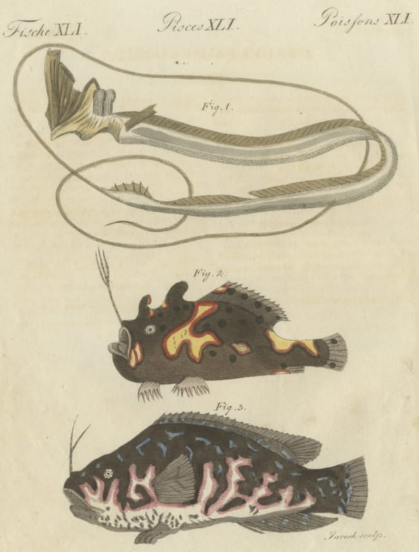 Frogfish with Lure and a Ribbon Fish, Antique Bertuch Print, circa 1810