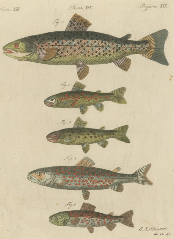Five Trout with Salmon Trout and Alpine Char, Antique Bertuch Print, circa 1805