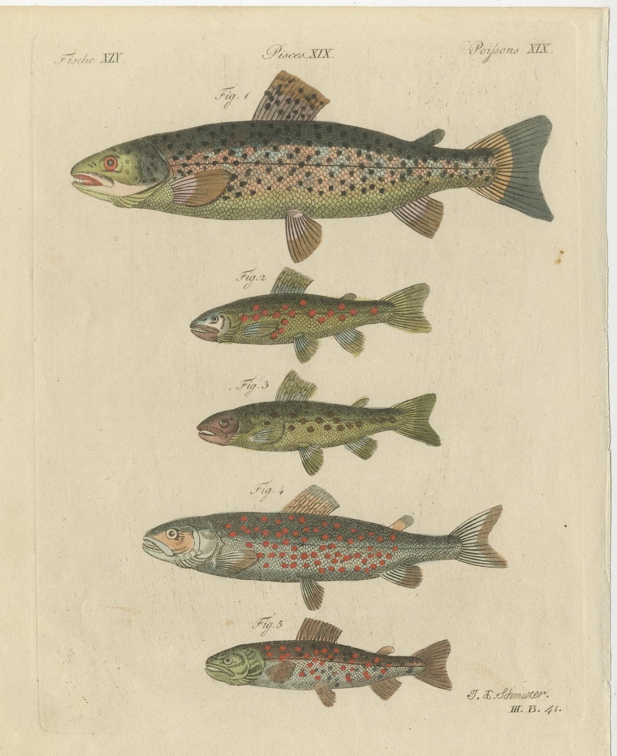 Five Trout with Salmon Trout and Alpine Char, Antique Bertuch Print, circa 1805