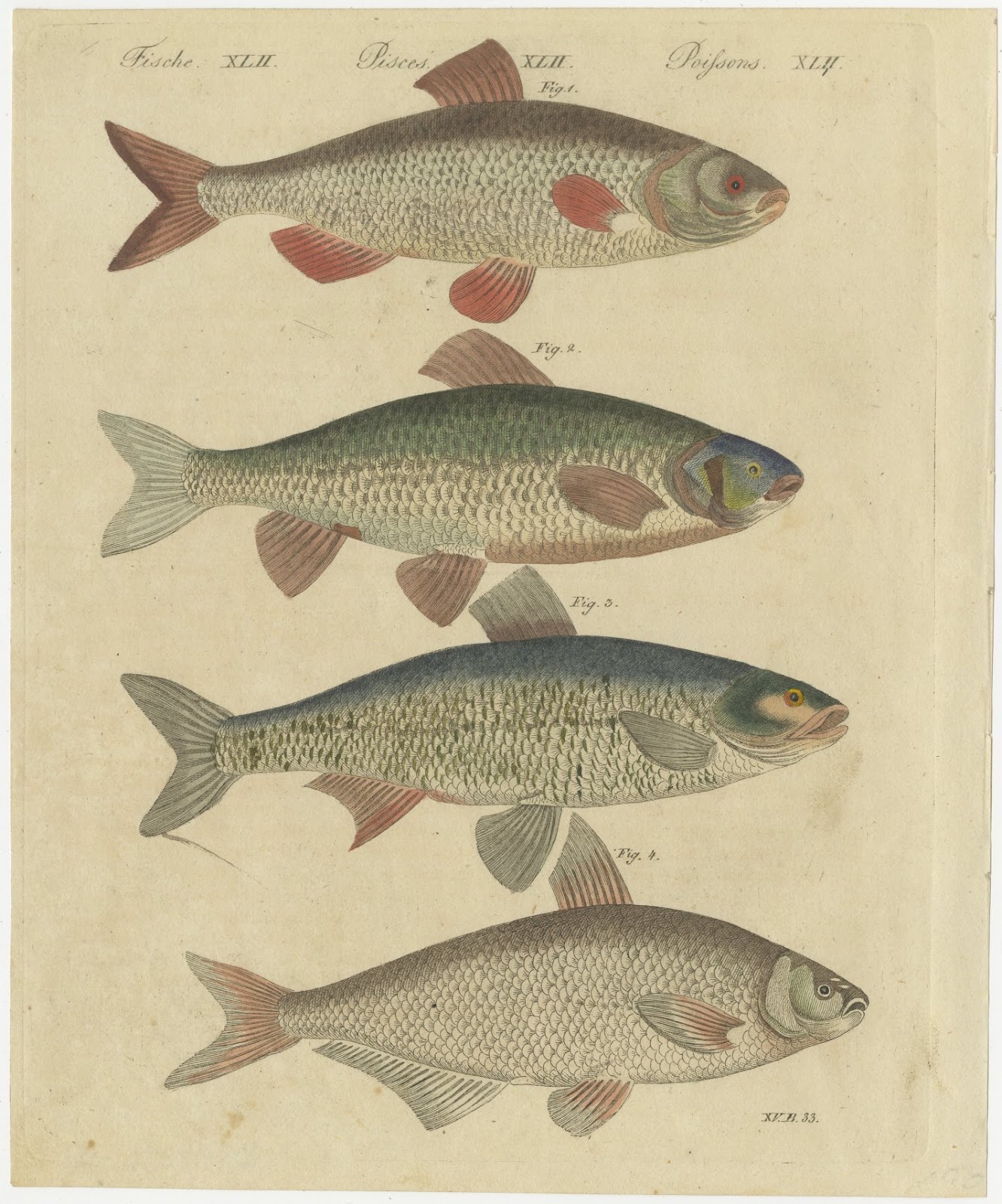 Four Carp Family River Fish, Antique Bertuch Print, circa 1815