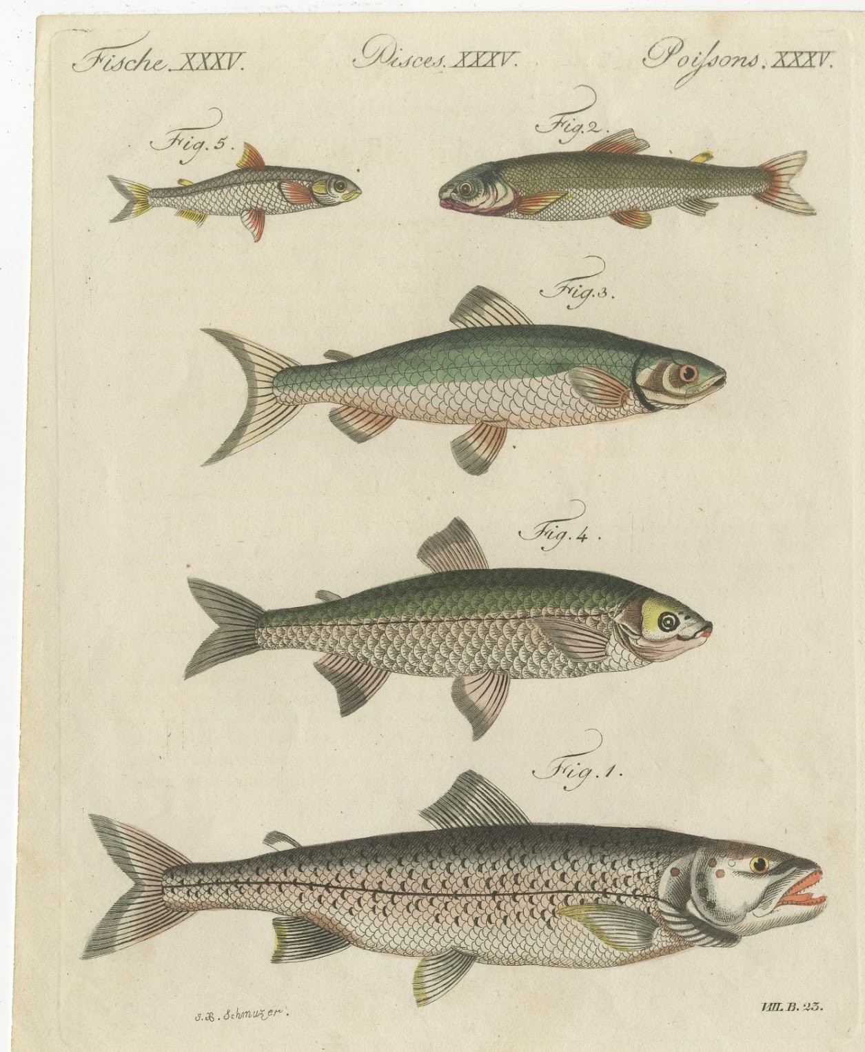 Salmon Type Fish and Smaller River Fish, Antique Bertuch Print, circa 1805