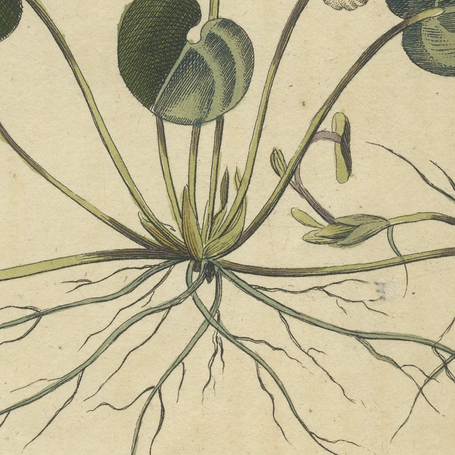 Frogbit and Spiral Tape Grass Water Plants, Antique Bertuch Print, circa 1818, view 4