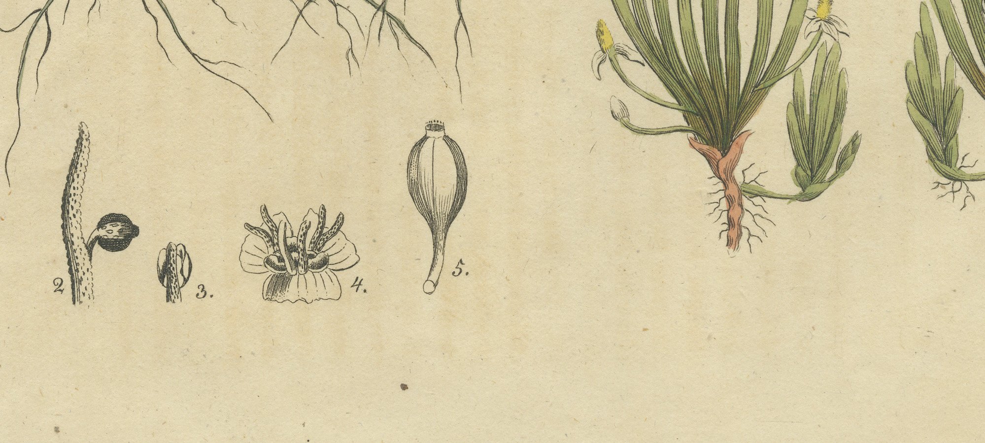 Frogbit and Spiral Tape Grass Water Plants, Antique Bertuch Print, circa 1818, view 5