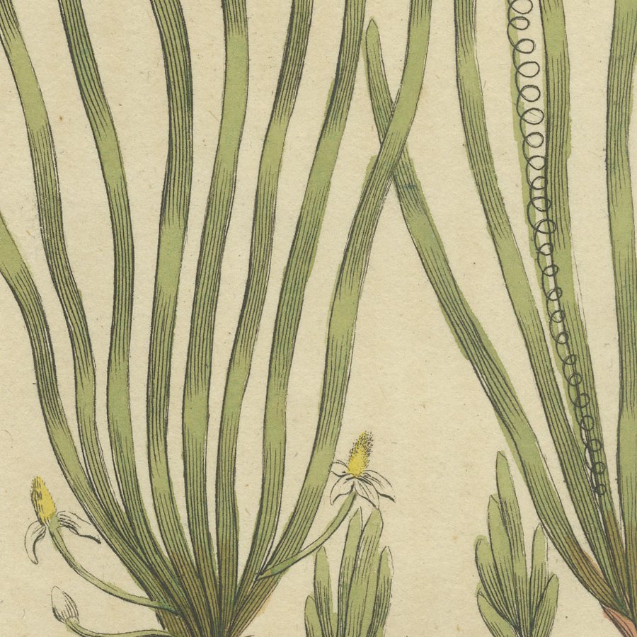 Frogbit and Spiral Tape Grass Water Plants, Antique Bertuch Print, circa 1818, view 6
