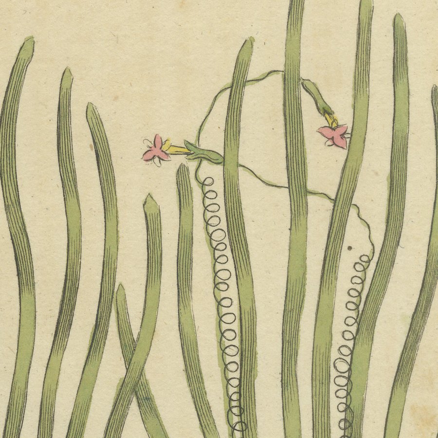 Frogbit and Spiral Tape Grass Water Plants, Antique Bertuch Print, circa 1818, view 7
