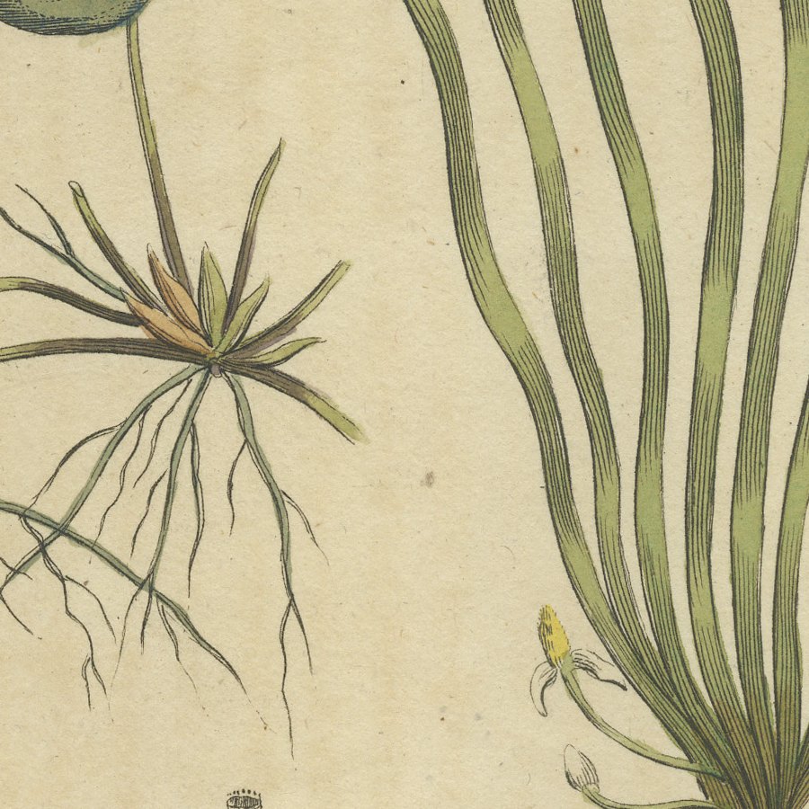 Frogbit and Spiral Tape Grass Water Plants, Antique Bertuch Print, circa 1818, view 8