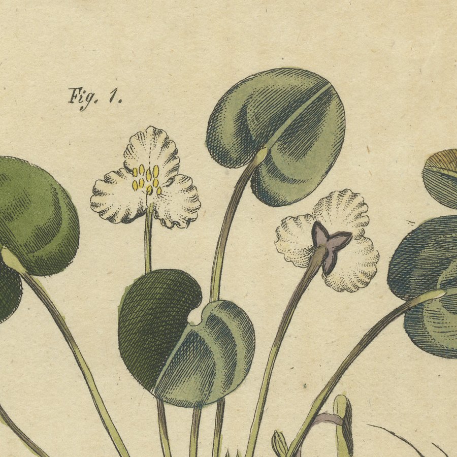 Frogbit and Spiral Tape Grass Water Plants, Antique Bertuch Print, circa 1818, view 9