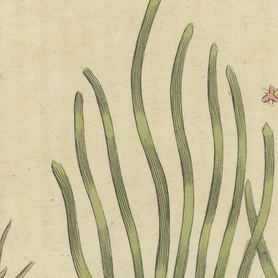 Frogbit and Spiral Tape Grass Water Plants, Antique Bertuch Print, circa 1818, view 10