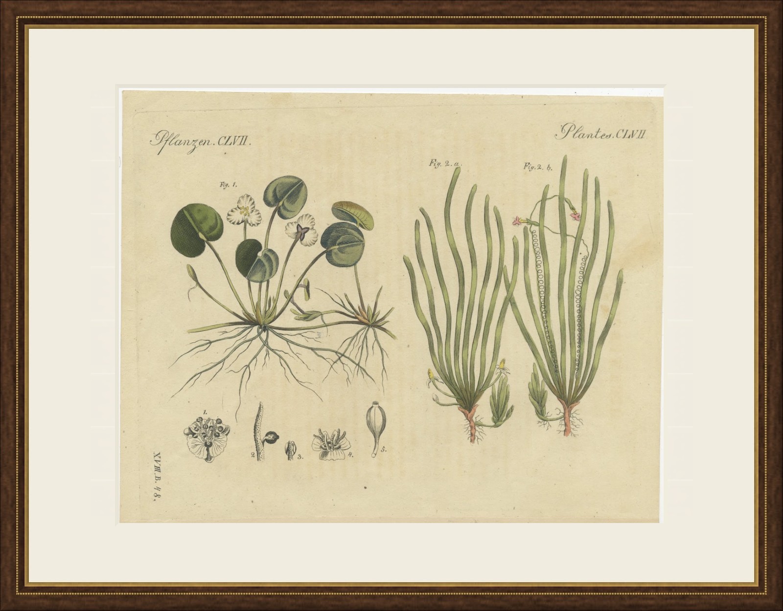 Frogbit and Spiral Tape Grass Water Plants, Antique Bertuch Print, circa 1818, view 2