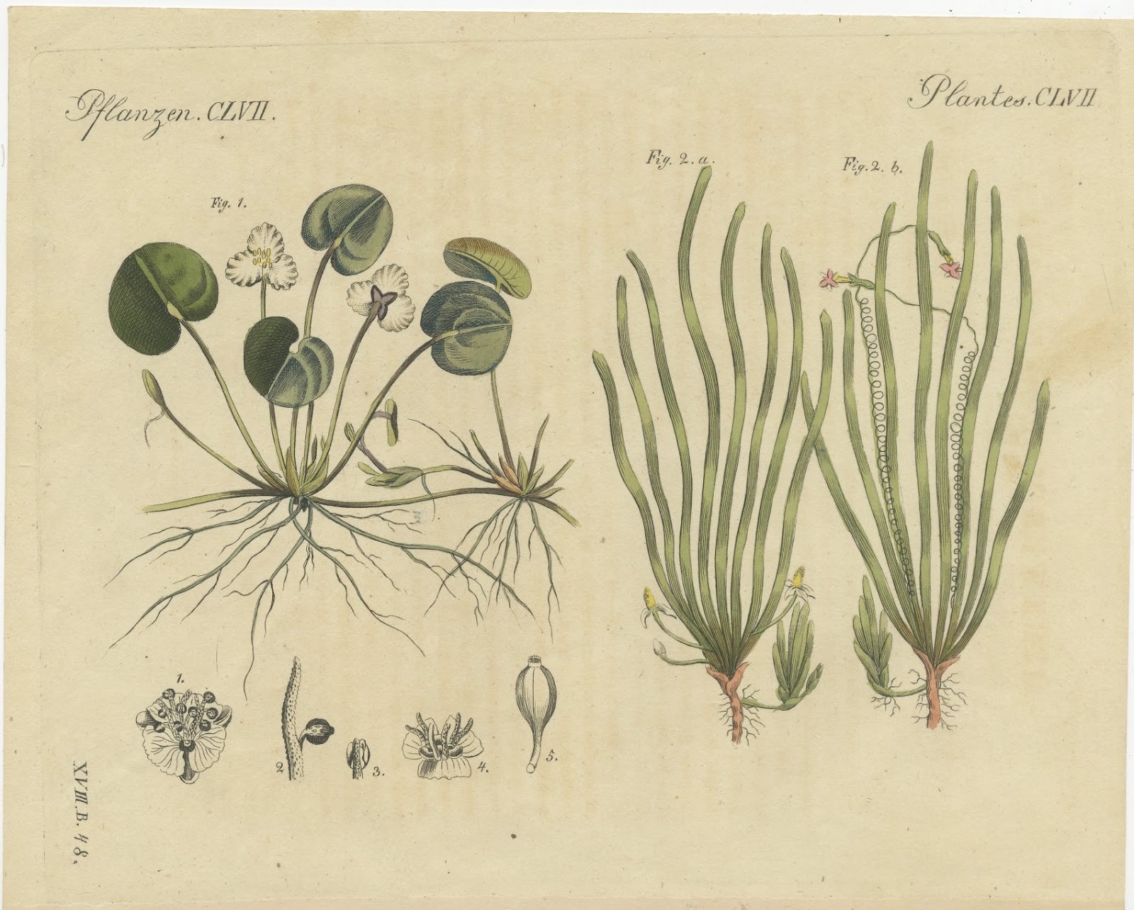 Frogbit and Spiral Tape Grass Water Plants, Antique Bertuch Print, circa 1818