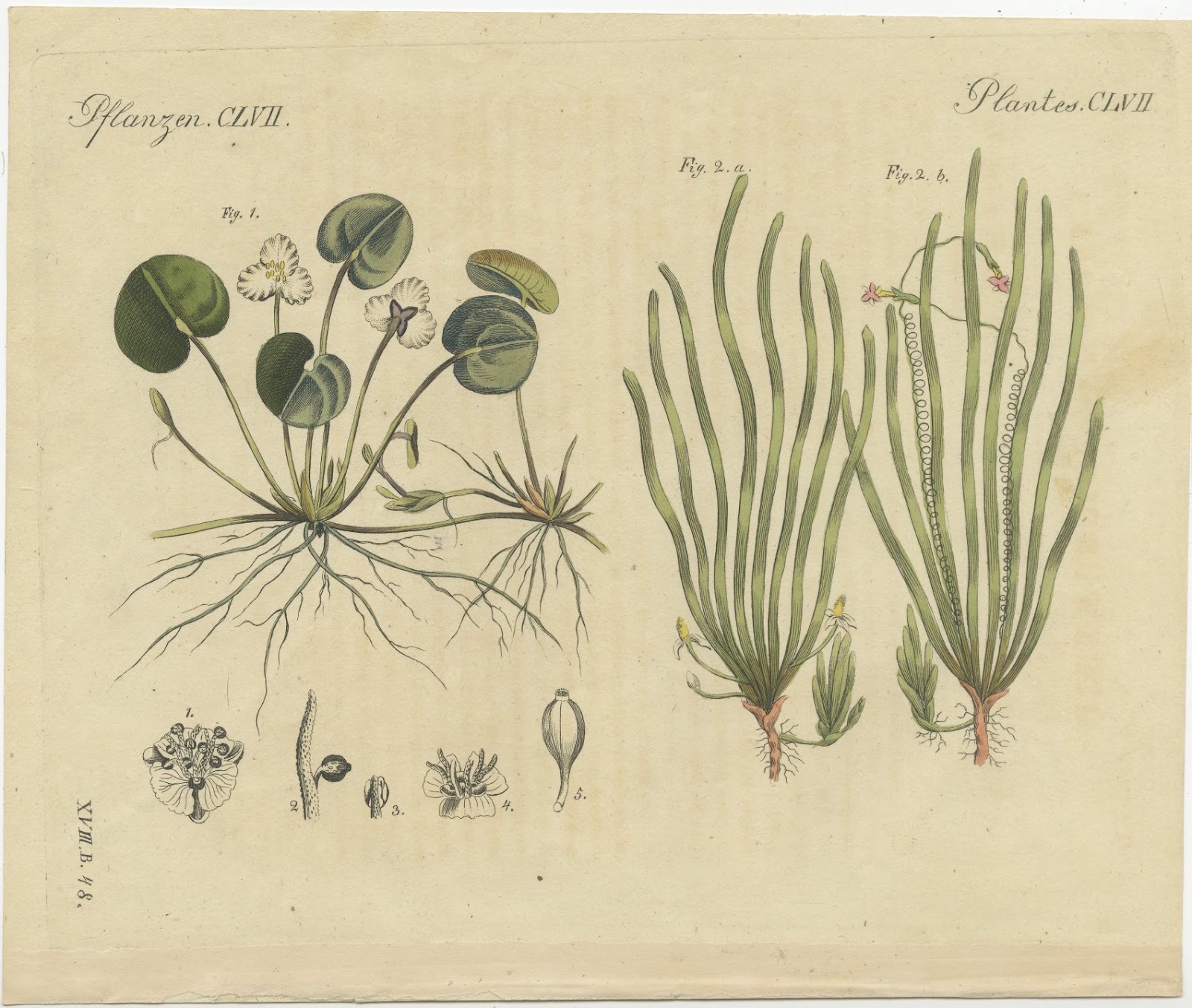Frogbit and Spiral Tape Grass Water Plants, Antique Bertuch Print, circa 1818, view 3