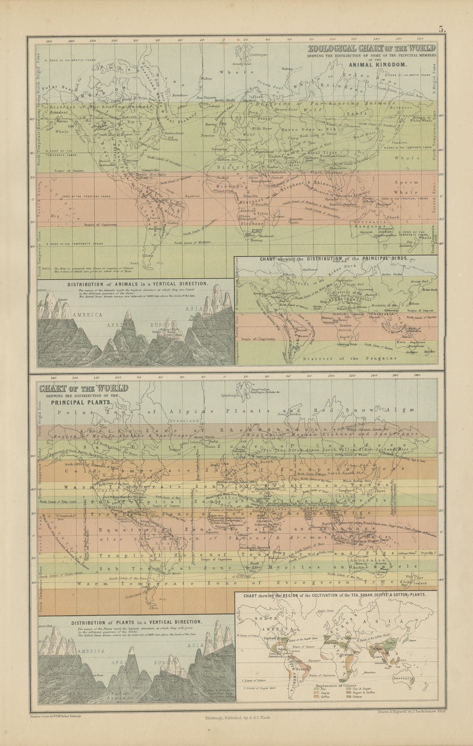 Antique Chart of the World, Tea, Sugar, Coffee and Cotton Regions, 1870