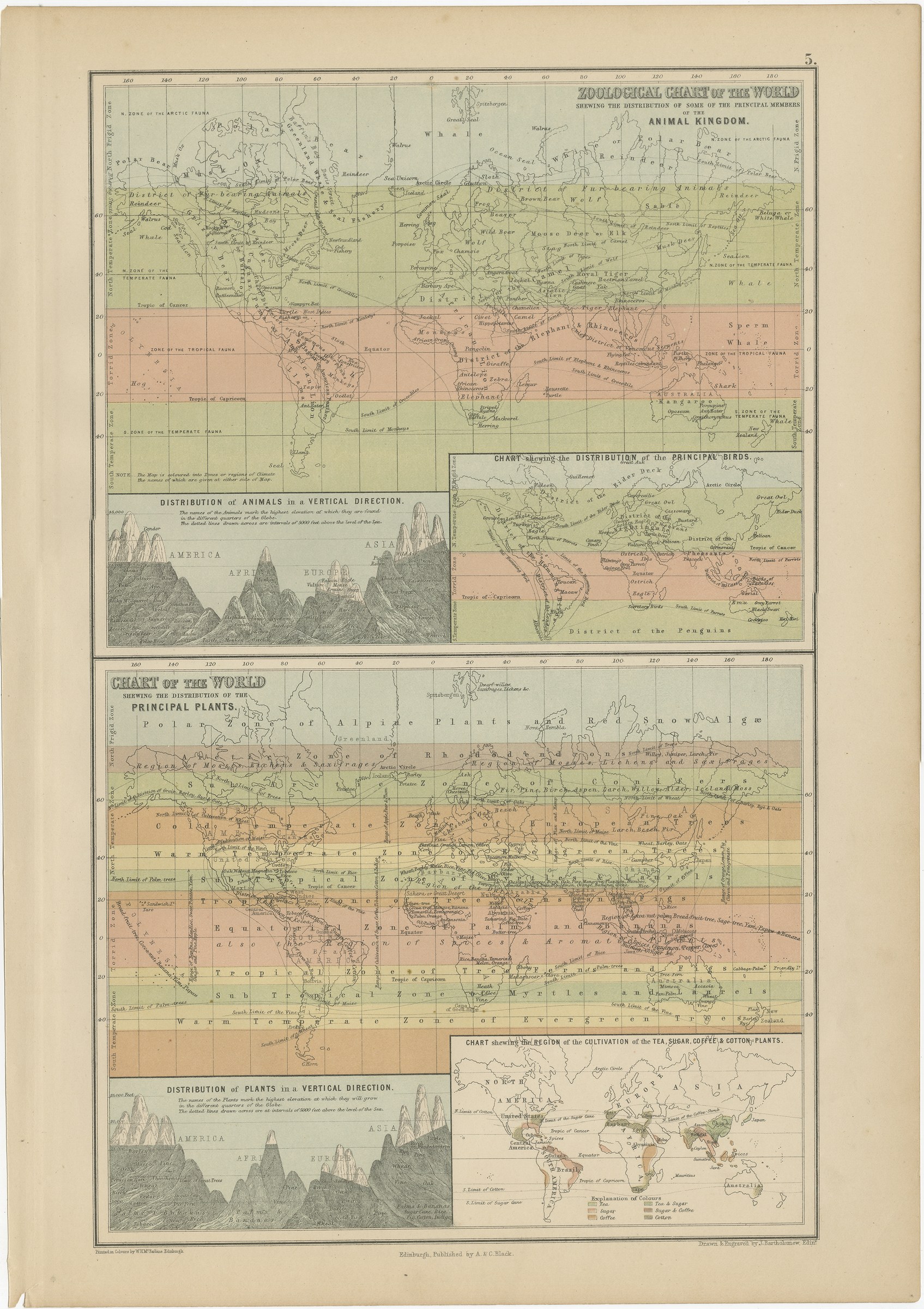 Antique Chart of the World, Tea, Sugar, Coffee and Cotton Regions, 1870