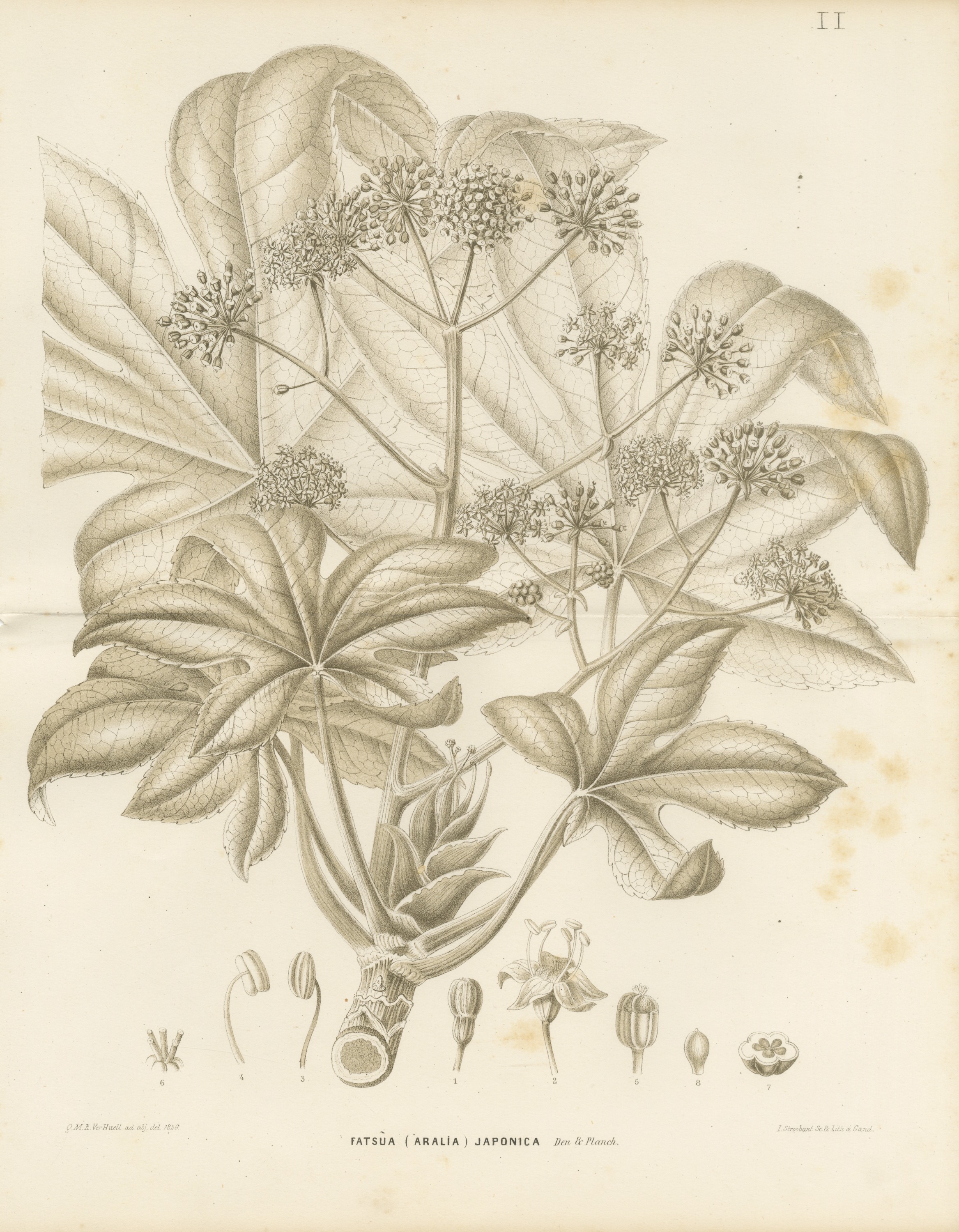 Fatsia Japonica, Aralia Japonica Flowering Branch Lithograph, 1858