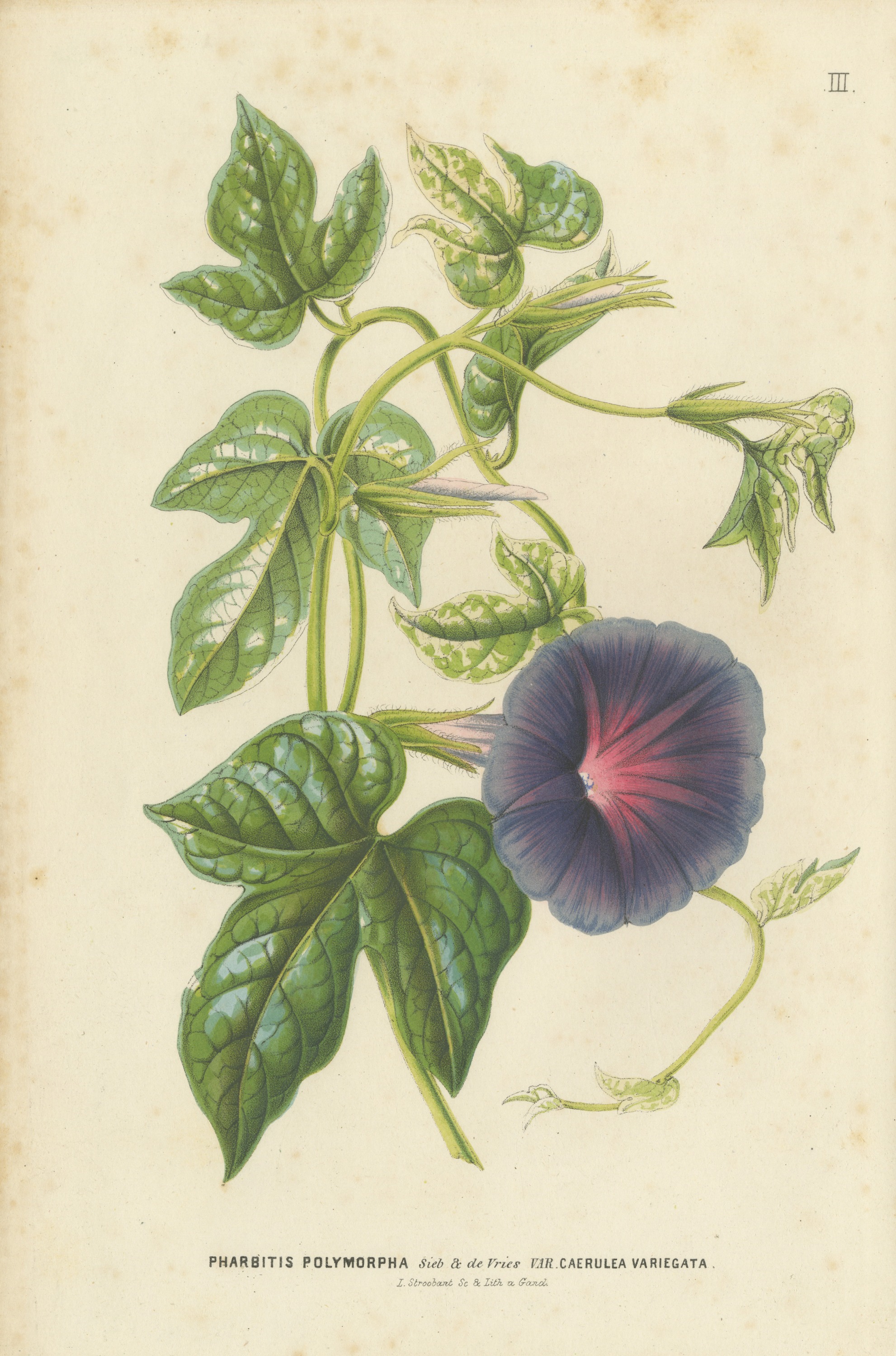 Japanese Morning Glory Caerulea Variegata, Pharbitis Polymorpha, 1858