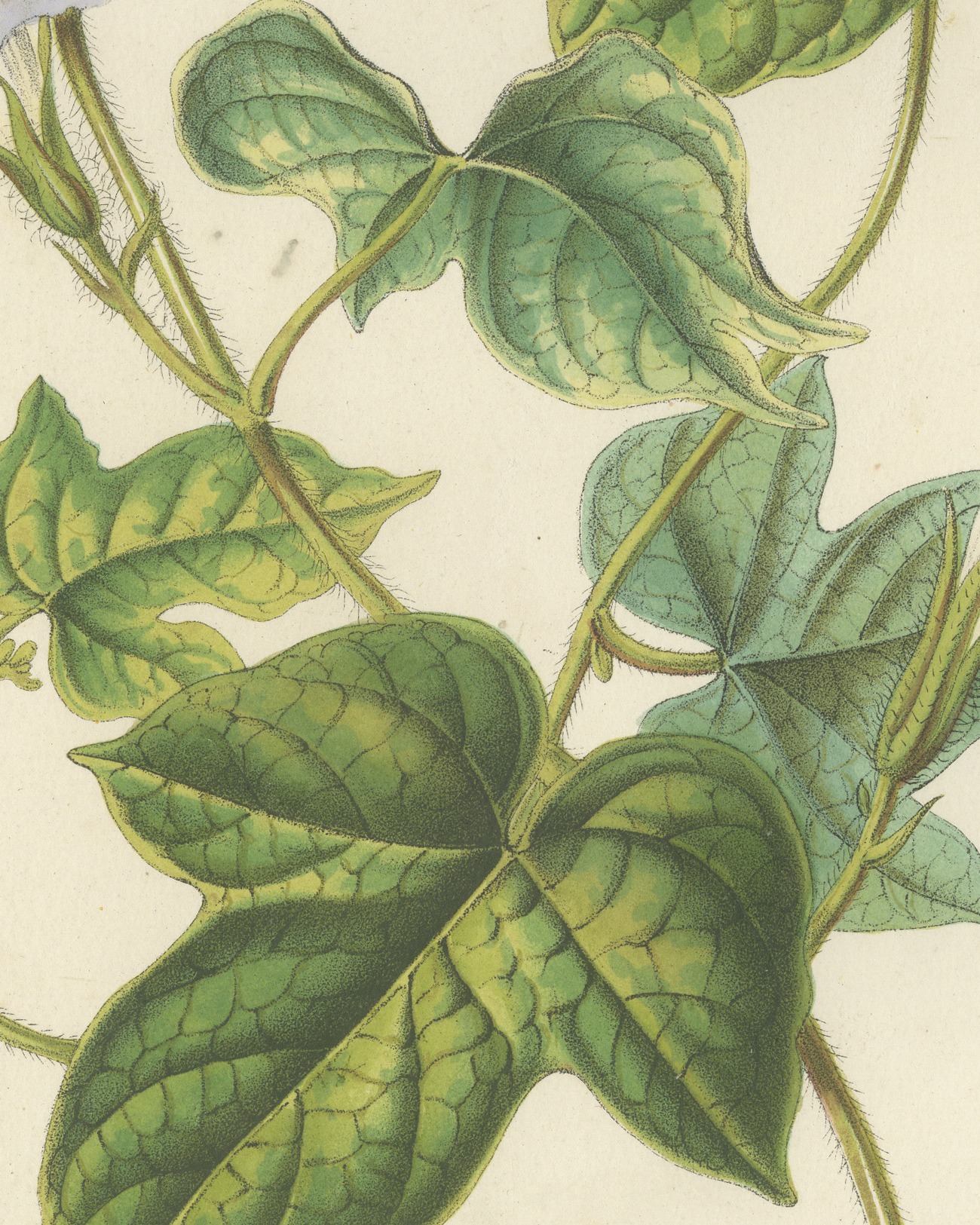 Japanese Morning Glory Azurea, Pharbitis Polymorpha Plate IV, 1858