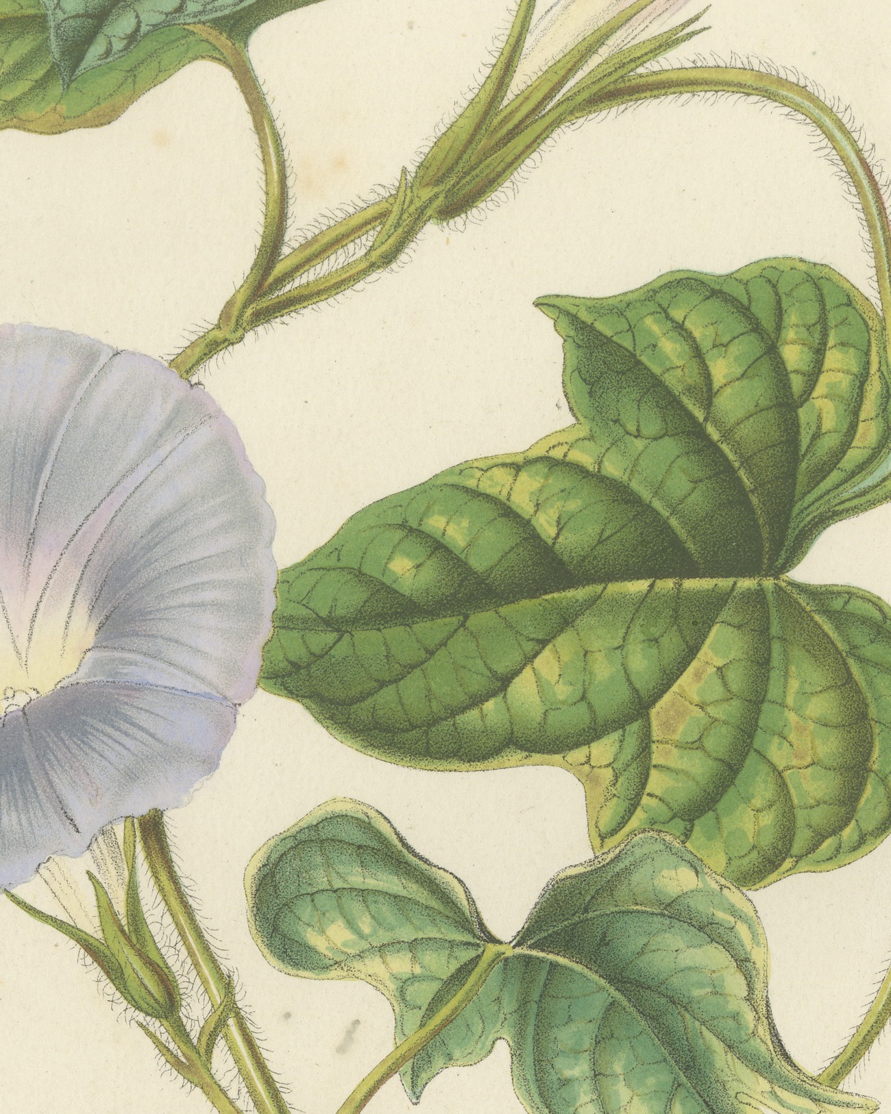 Japanese Morning Glory Azurea, Pharbitis Polymorpha Plate IV, 1858