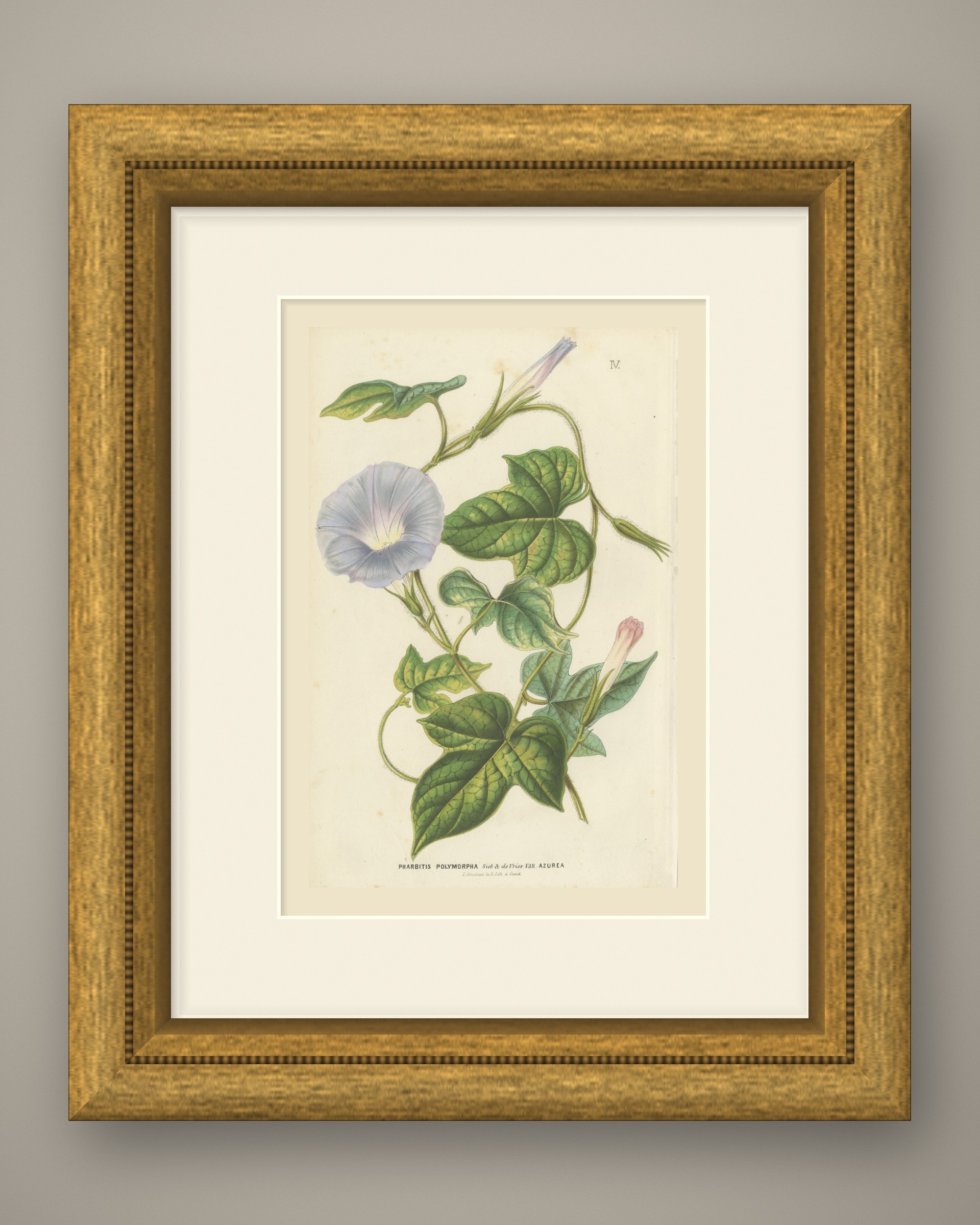 Japanese Morning Glory Azurea, Pharbitis Polymorpha Plate IV, 1858