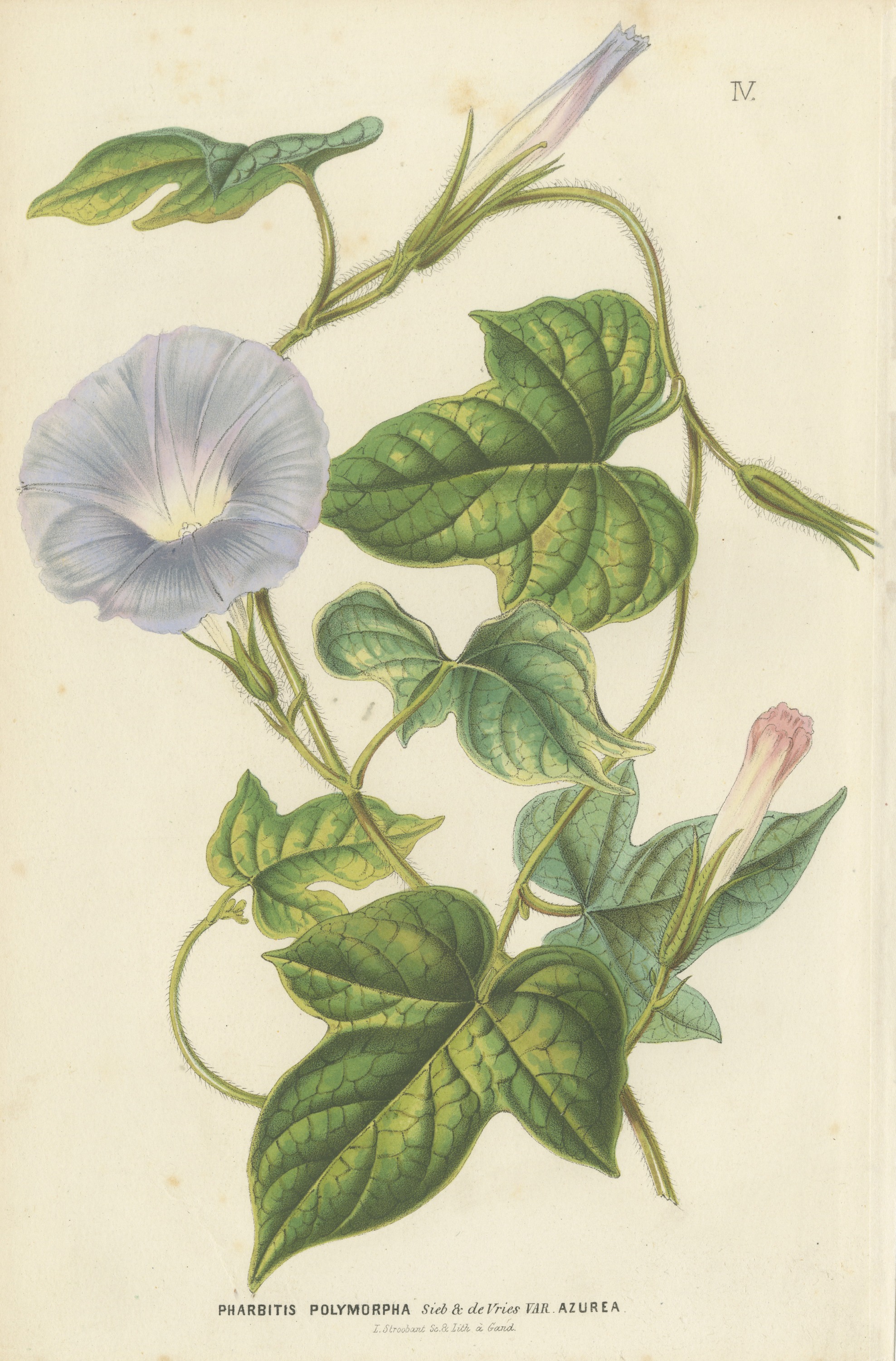 Japanese Morning Glory Azurea, Pharbitis Polymorpha Plate IV, 1858