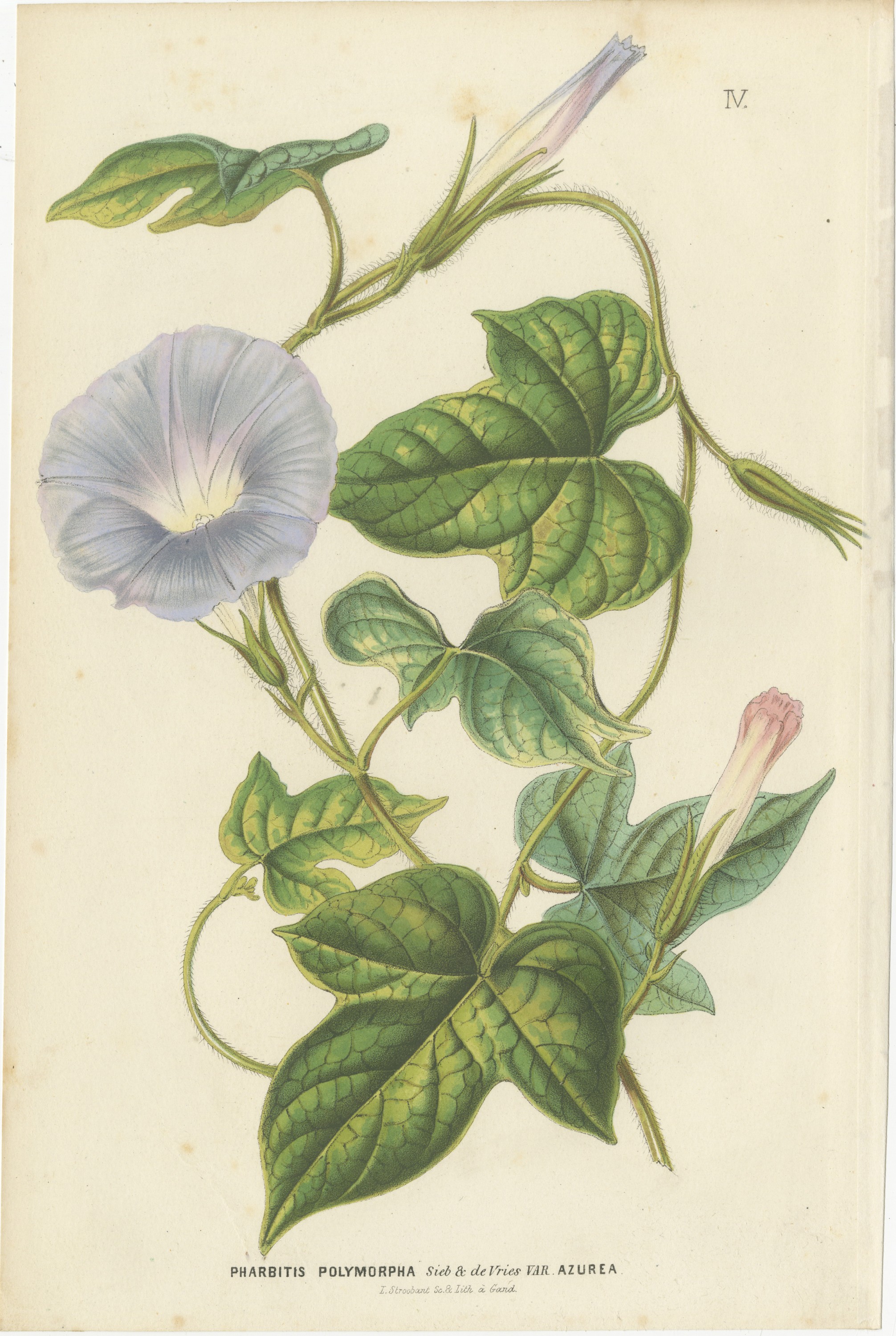 Japanese Morning Glory Azurea, Pharbitis Polymorpha Plate IV, 1858