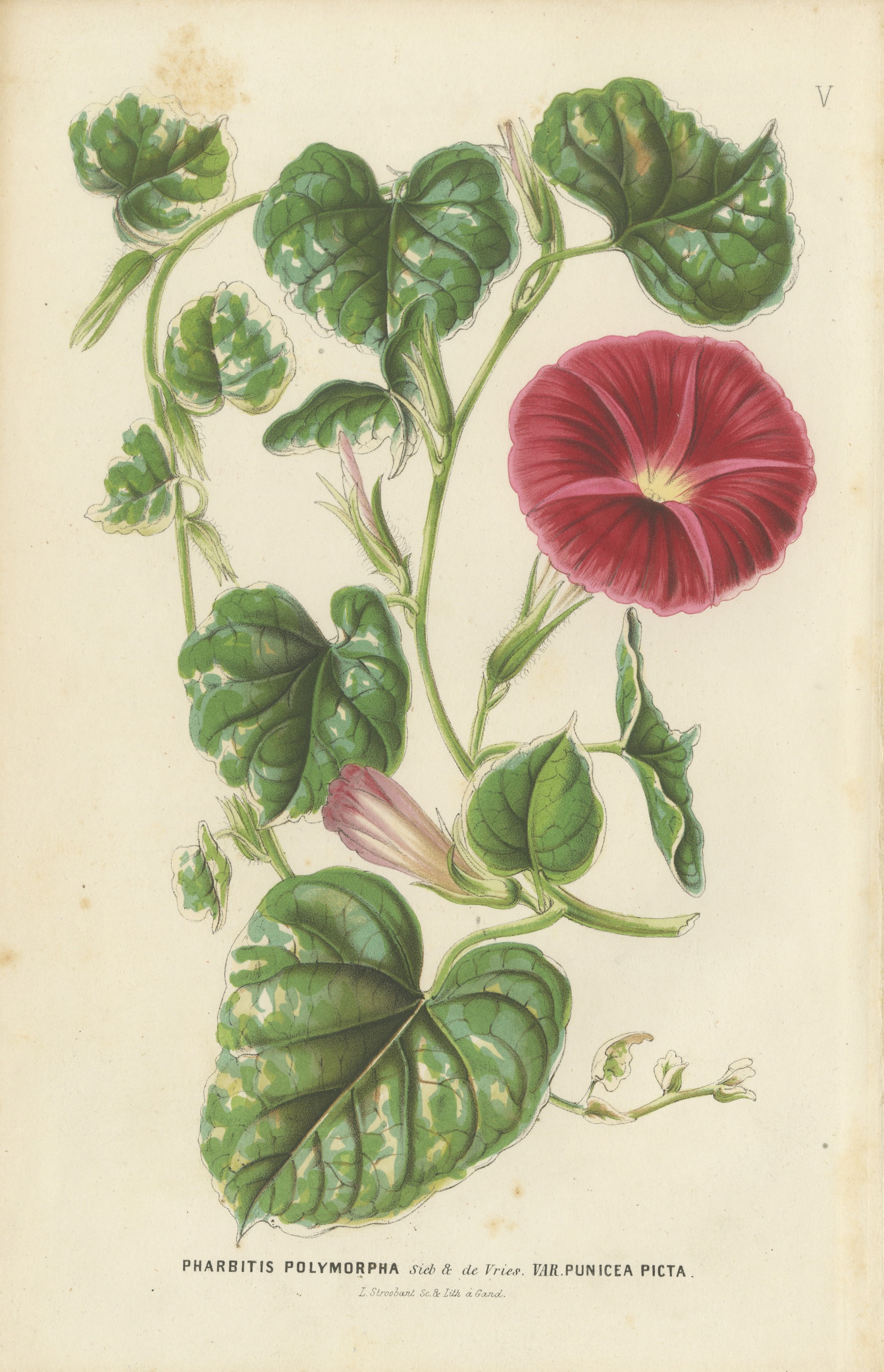 Japanese Morning Glory Punicea Picta, Pharbitis Polymorpha Plate V, 1858