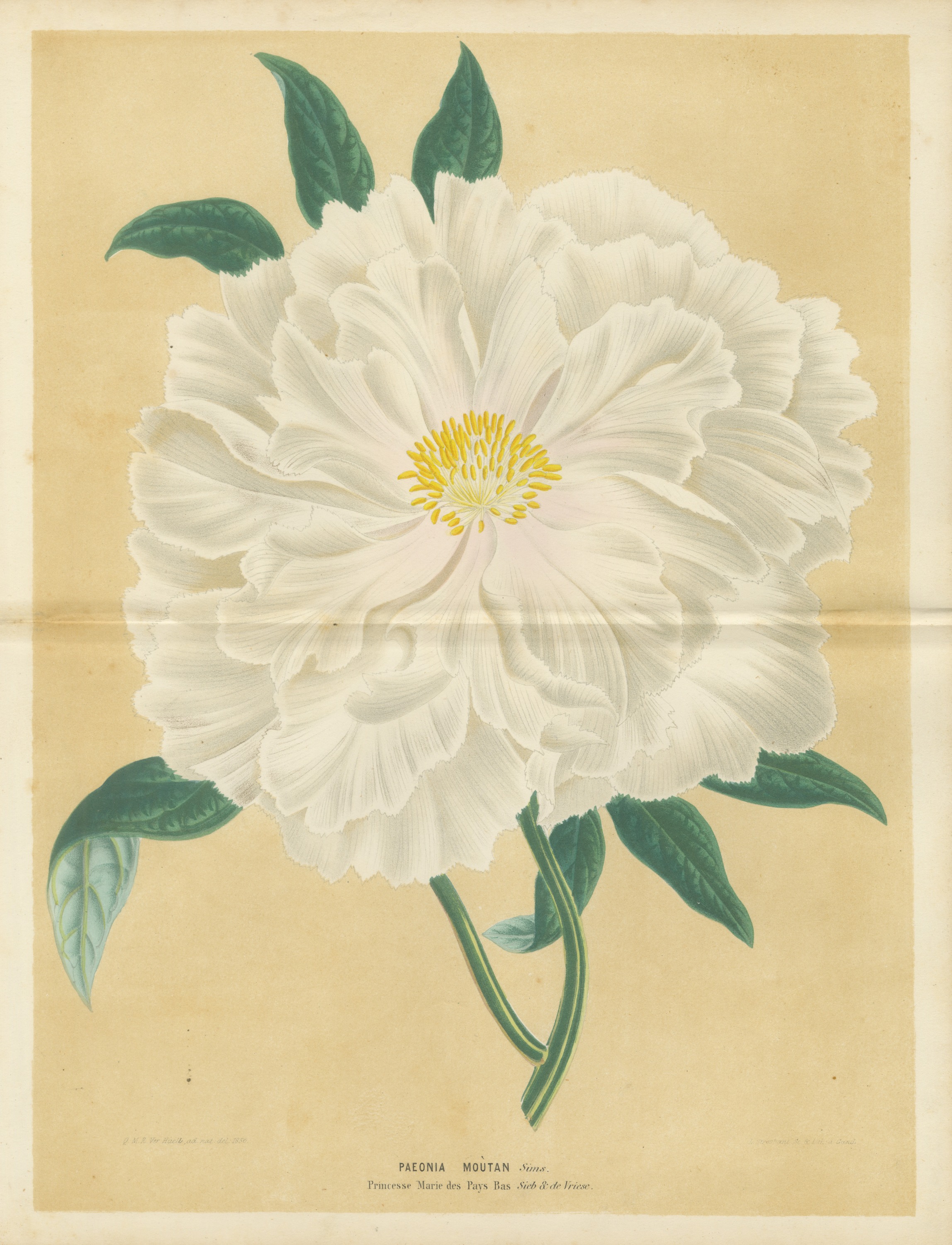 White Tree Peony Princesse Marie des Pays Bas, Paeonia Moutan, 1858
