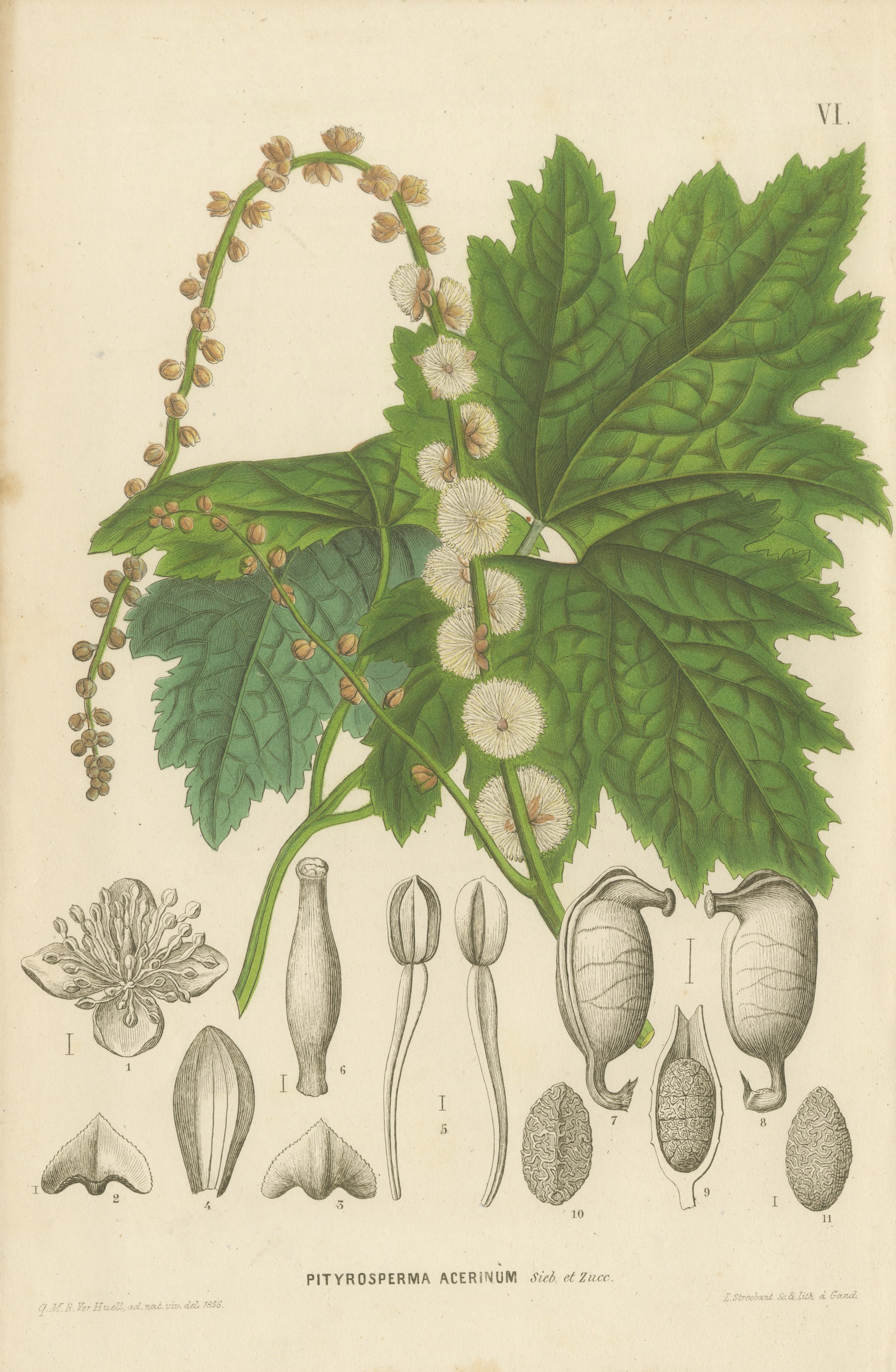 Pityrosperma Acerinum, Japanese Bugbane with Details, Plate VI, 1858