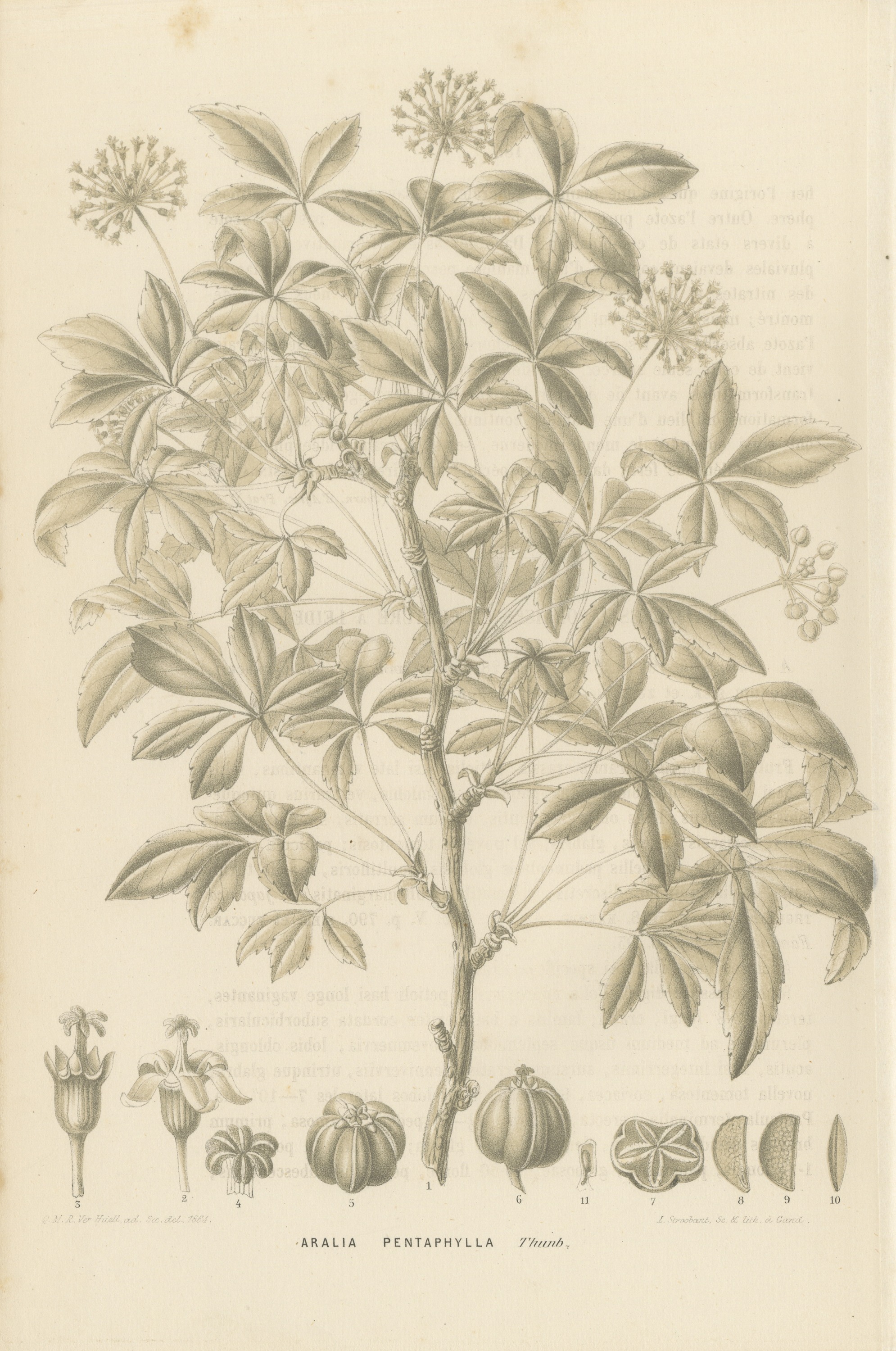 Aralia Pentaphylla Shrub with Flower and Fruit Details Lithograph, 1858