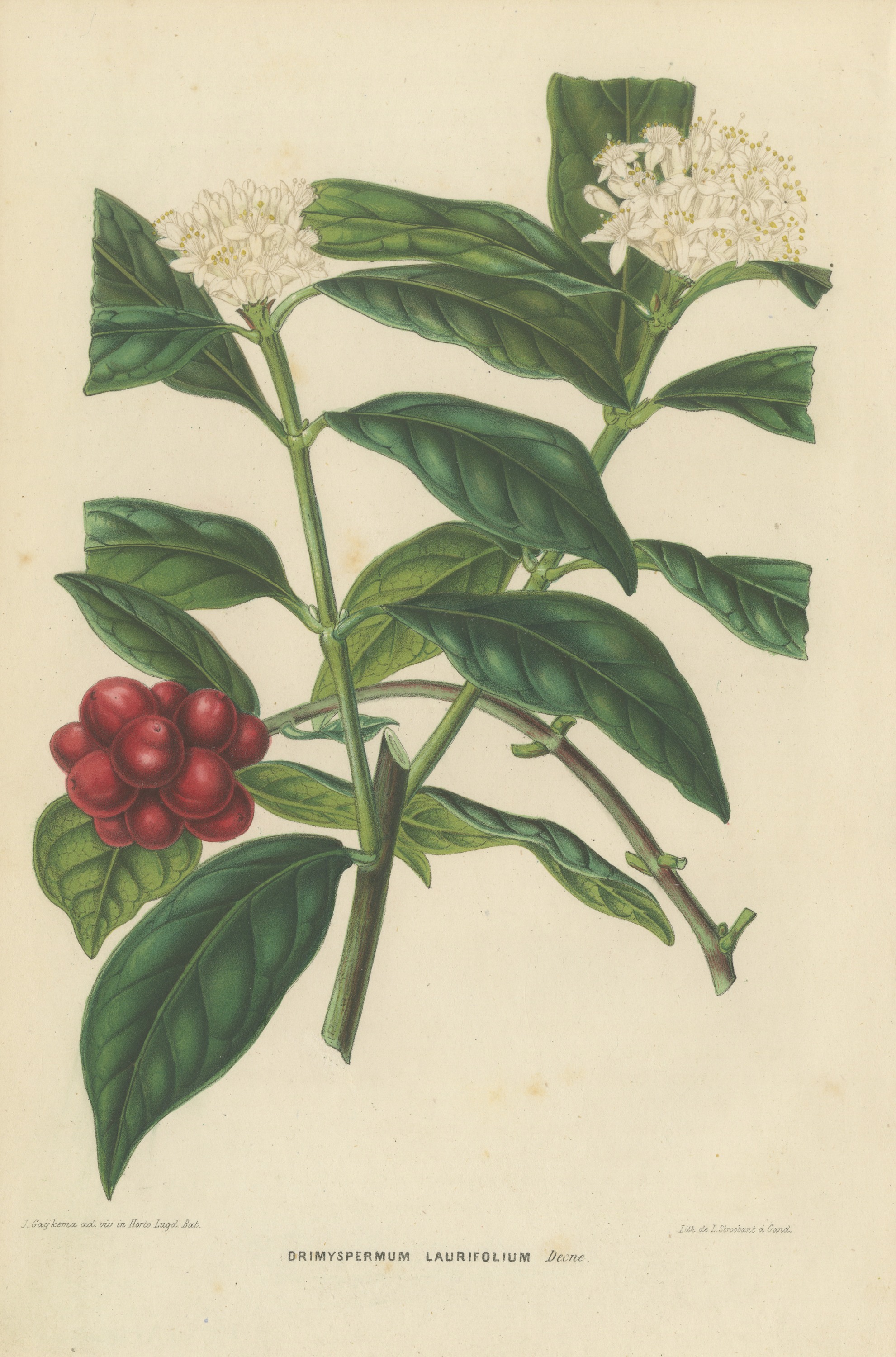 Drimyspermum Laurifolium, Flowers and Red Berries Chromolithograph, 1859