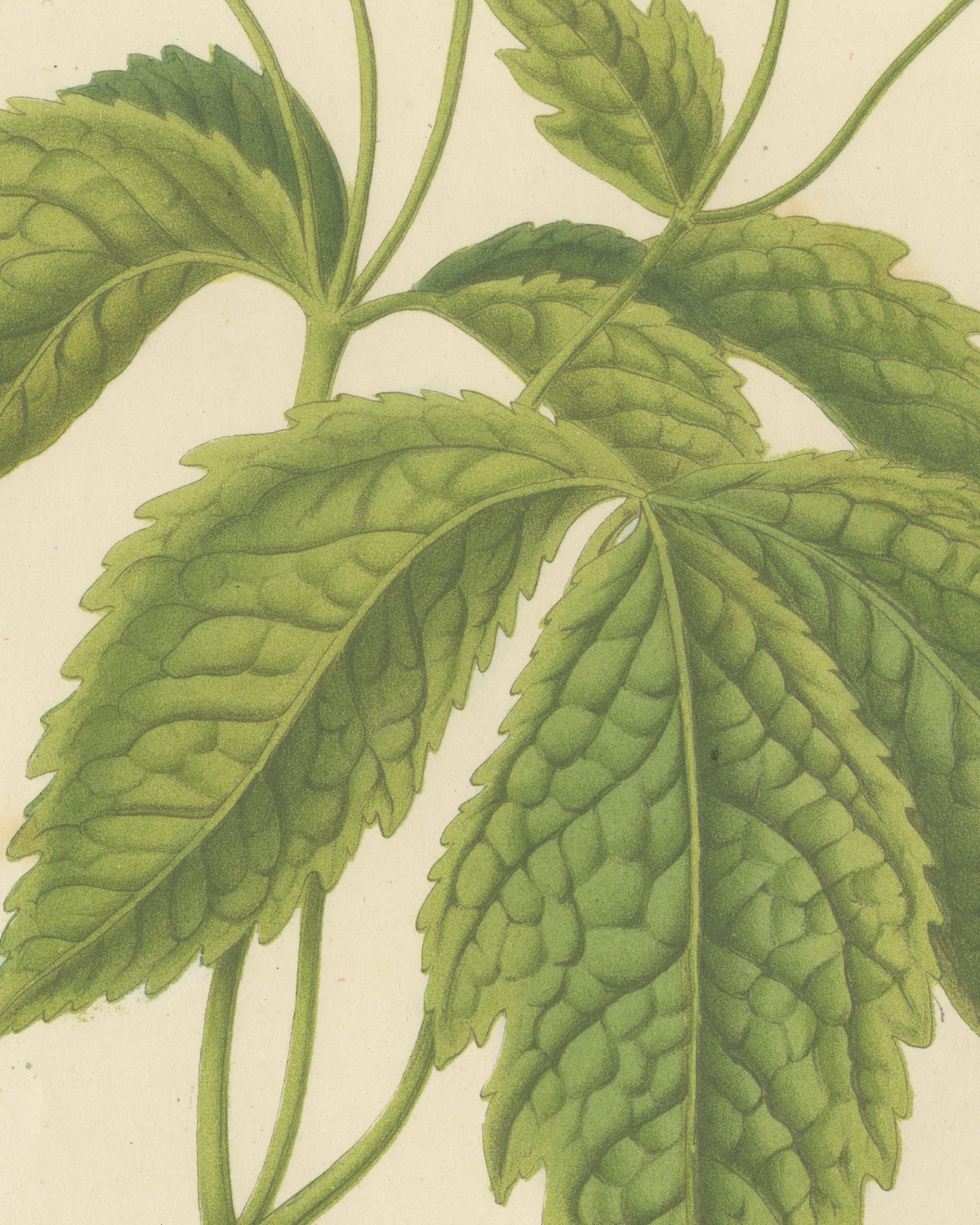 Chelidonium Japonicum, Yellow Flowered Poppy Chromolithograph, 1859