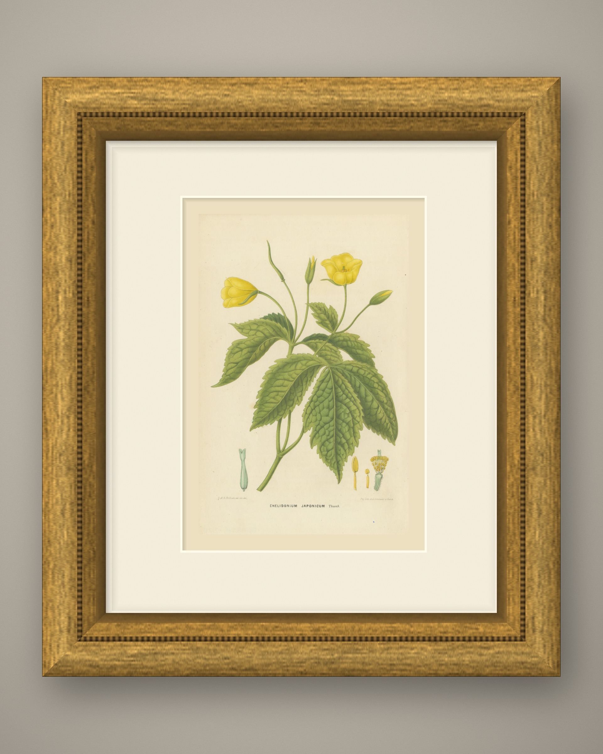 Chelidonium Japonicum, Yellow Flowered Poppy Chromolithograph, 1859