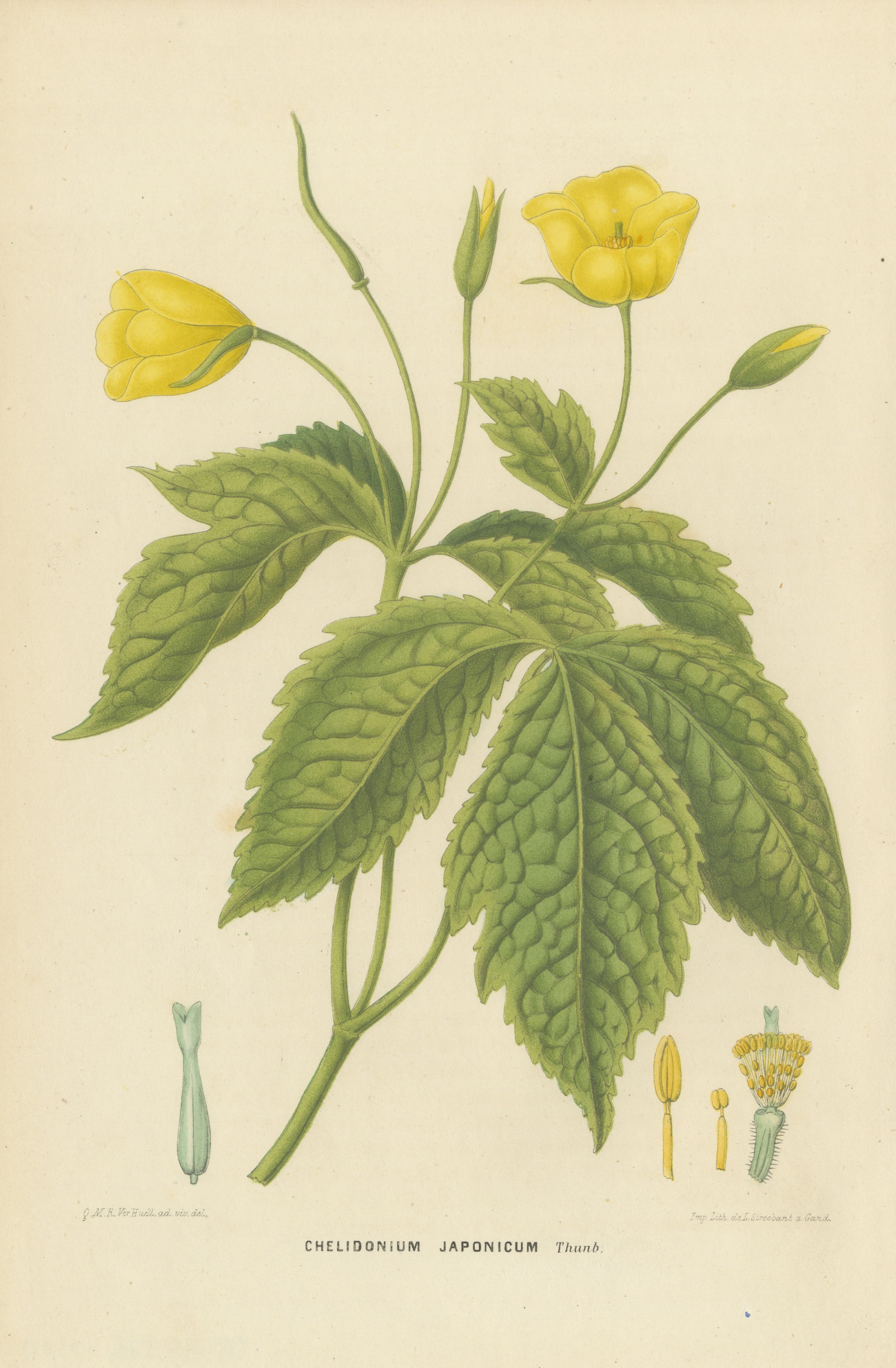 Chelidonium Japonicum, Yellow Flowered Poppy Chromolithograph, 1859