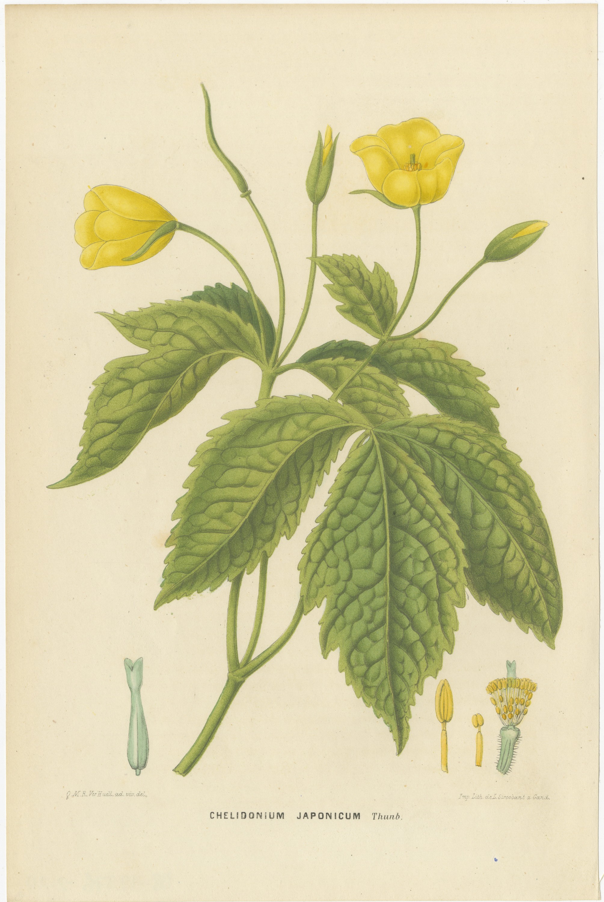 Chelidonium Japonicum, Yellow Flowered Poppy Chromolithograph, 1859