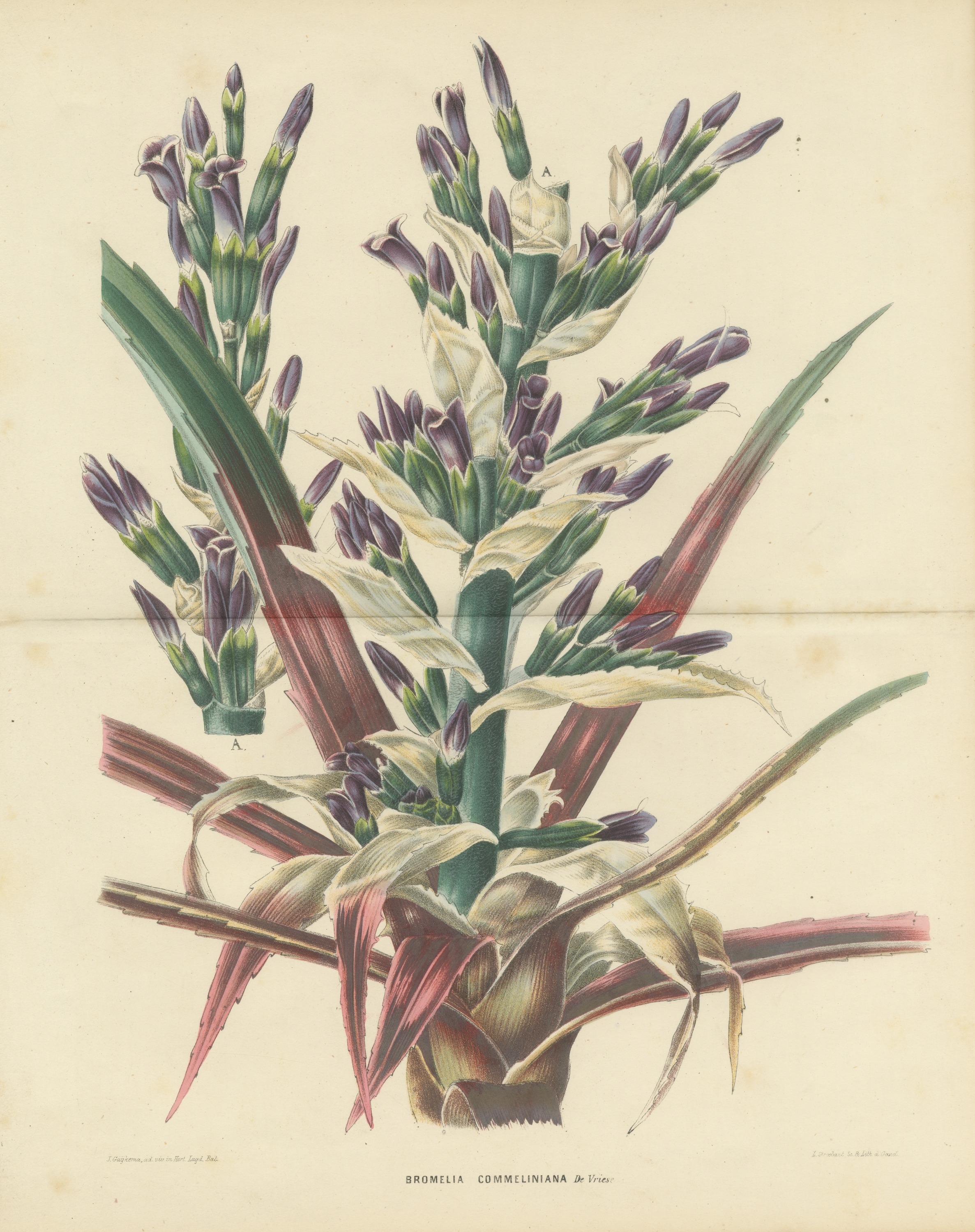 Bromelia Commeliniana, Flowering Bromeliad Chromolithograph, 1859