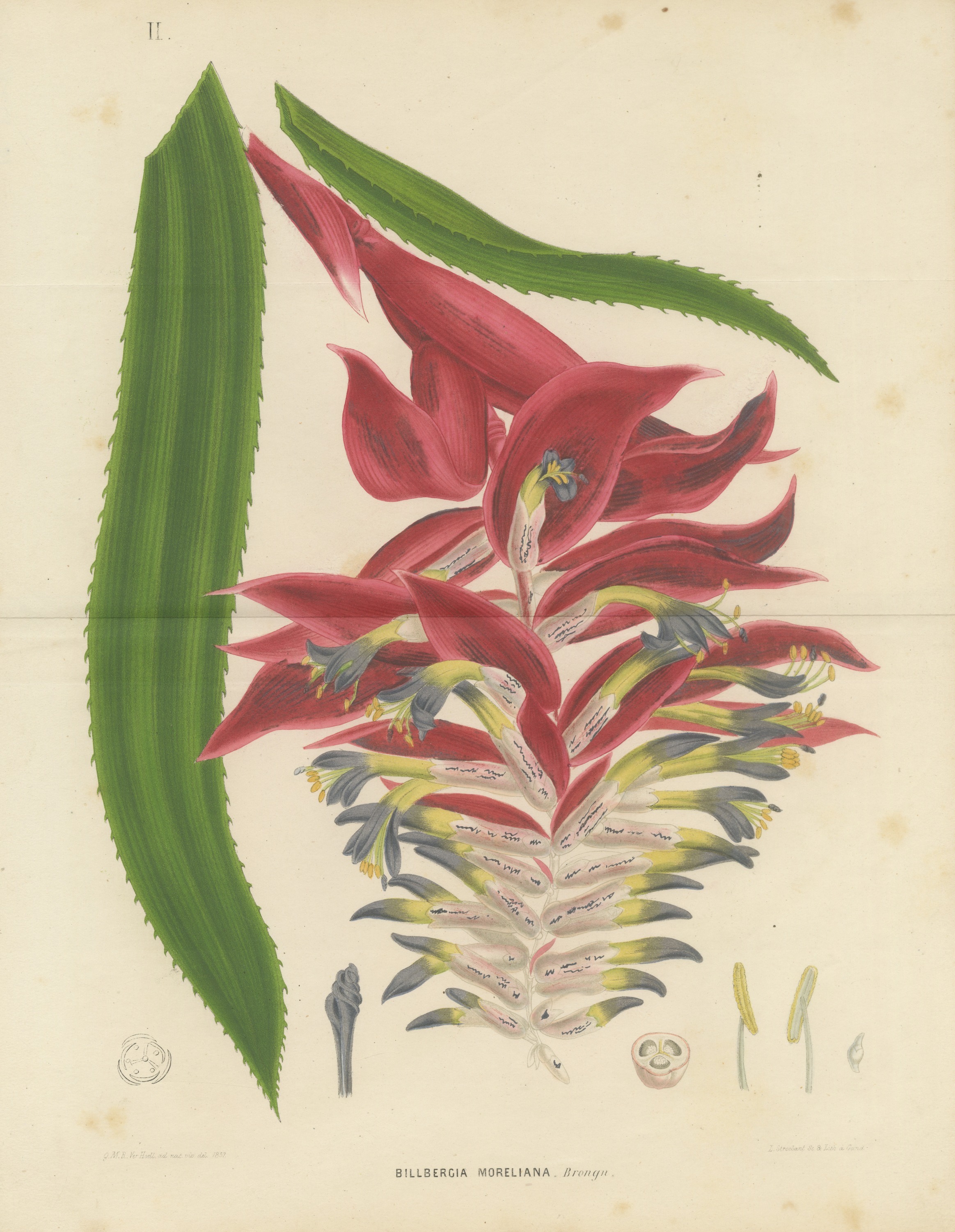 Billbergia Moreliana, Bromeliad in Flower Chromolithograph Plate II, 1859