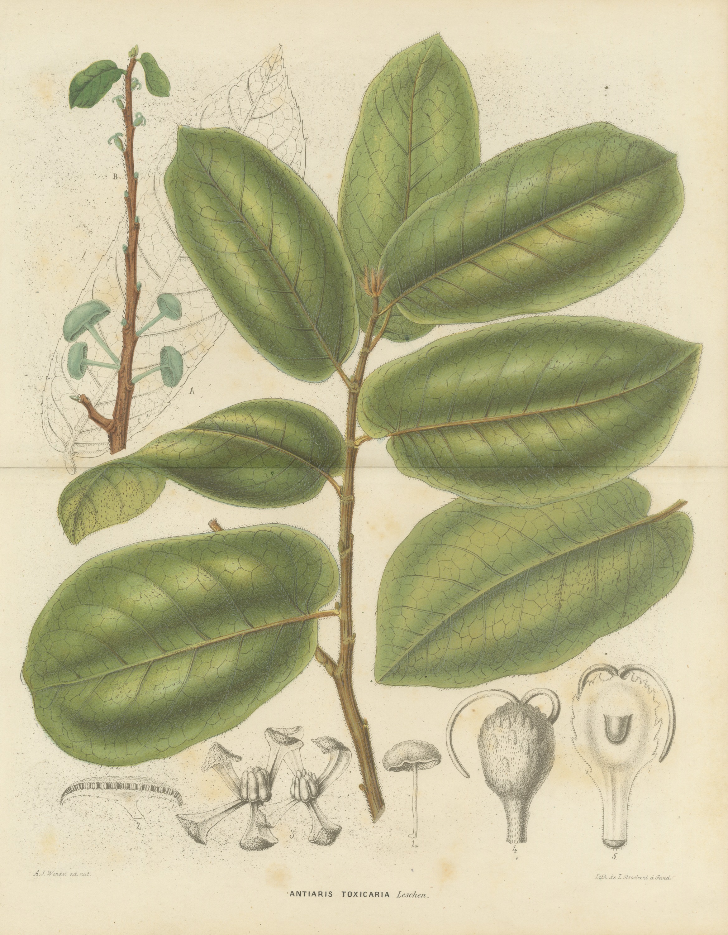 Antiaris Toxicaria, the Upas Tree, Branch with Details, 1859