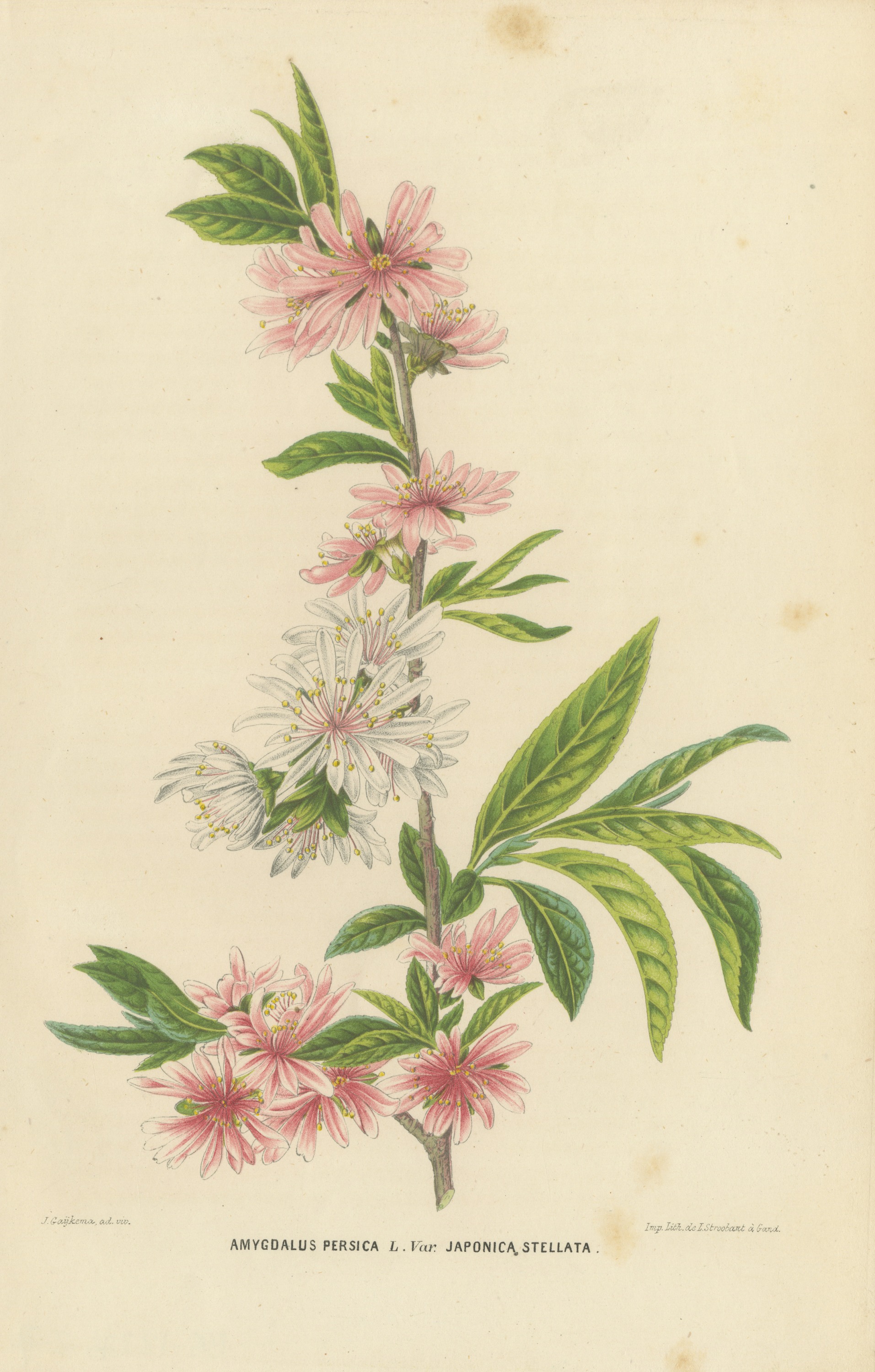 Double Flowering Peach Japonica Stellata, Amygdalus Persica, 1859