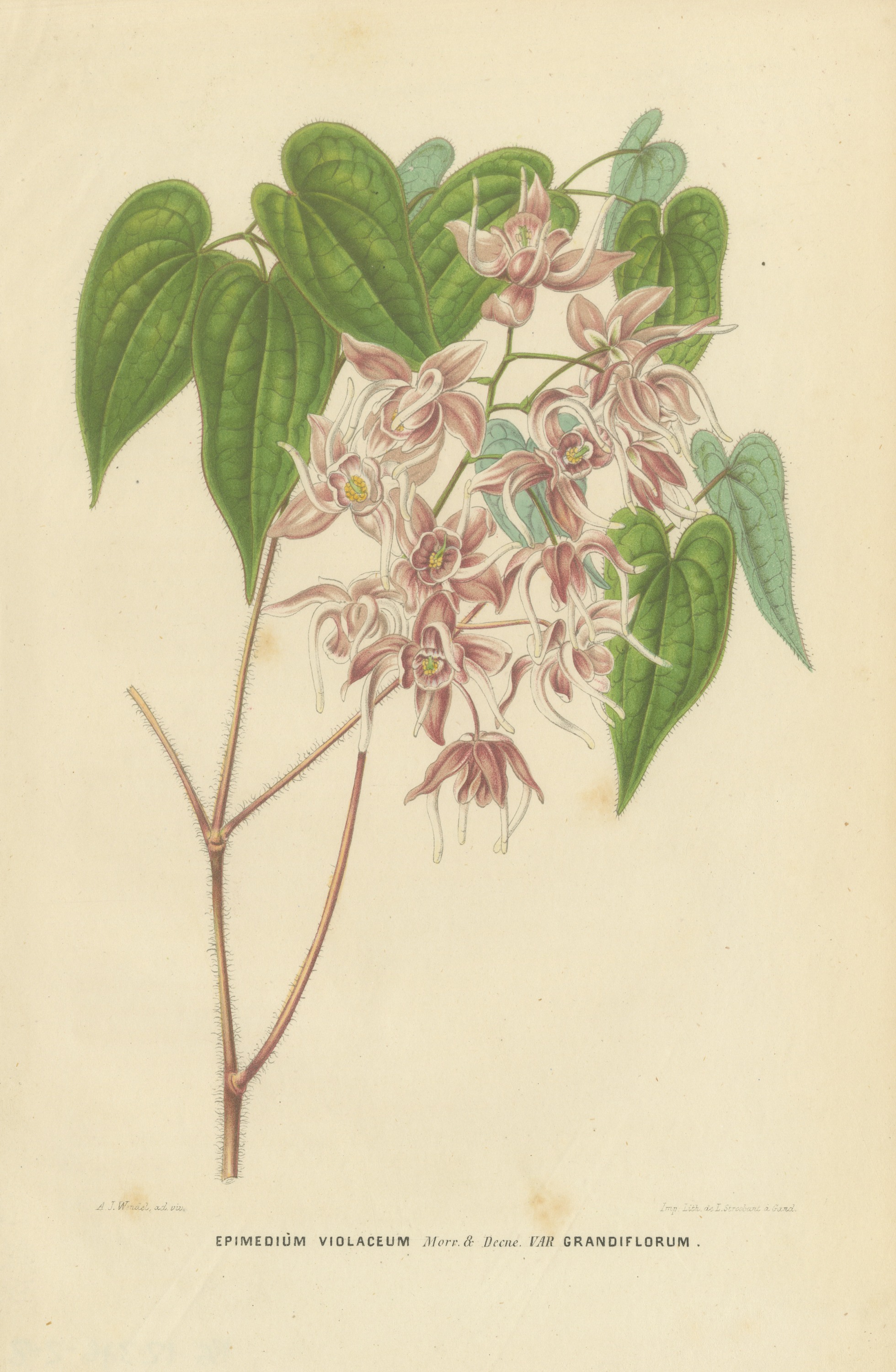 Epimedium Violaceum Grandiflorum, Barrenwort Chromolithograph, 1859