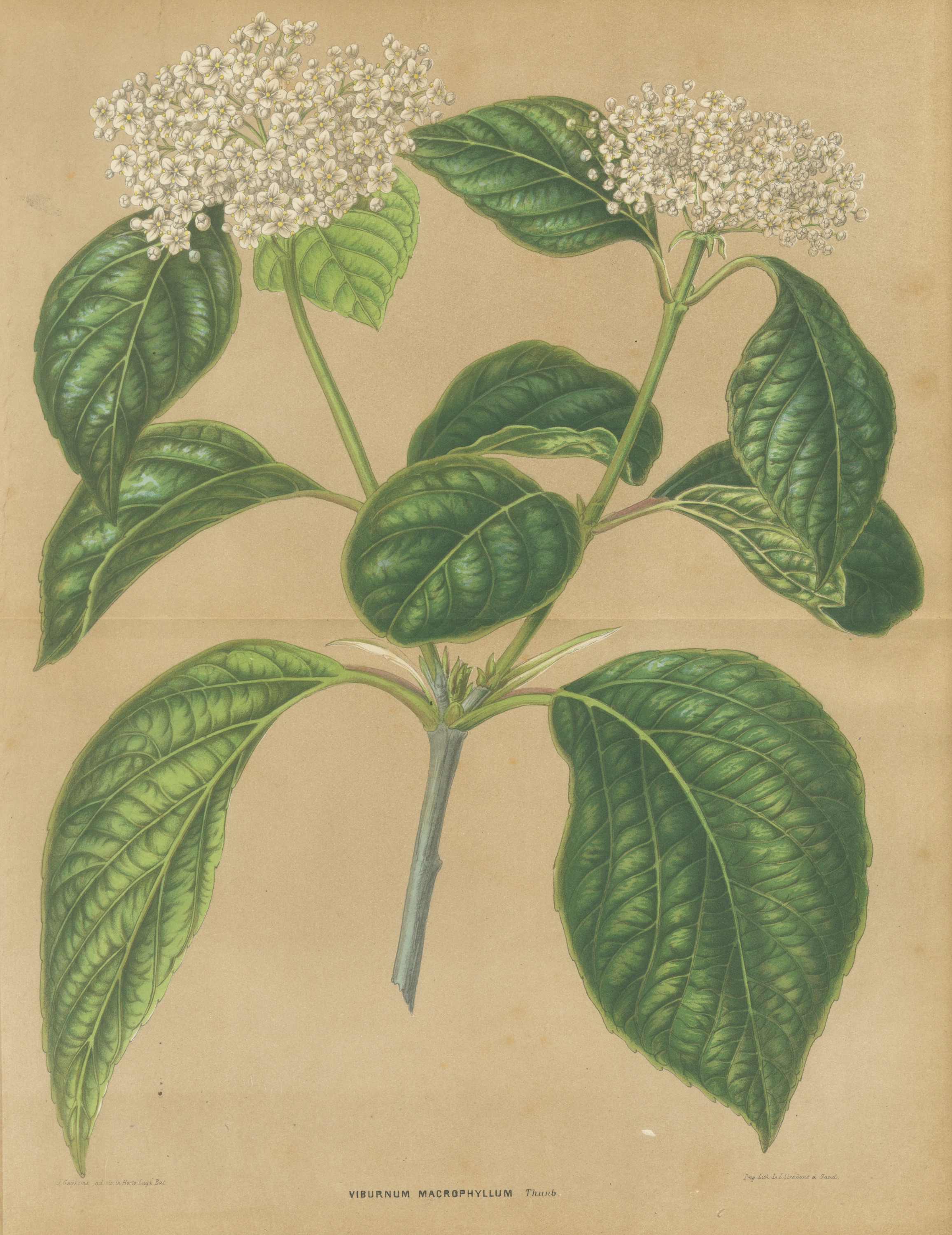 Viburnum Macrophyllum, Flowering Branch on Buff Ground, 1859