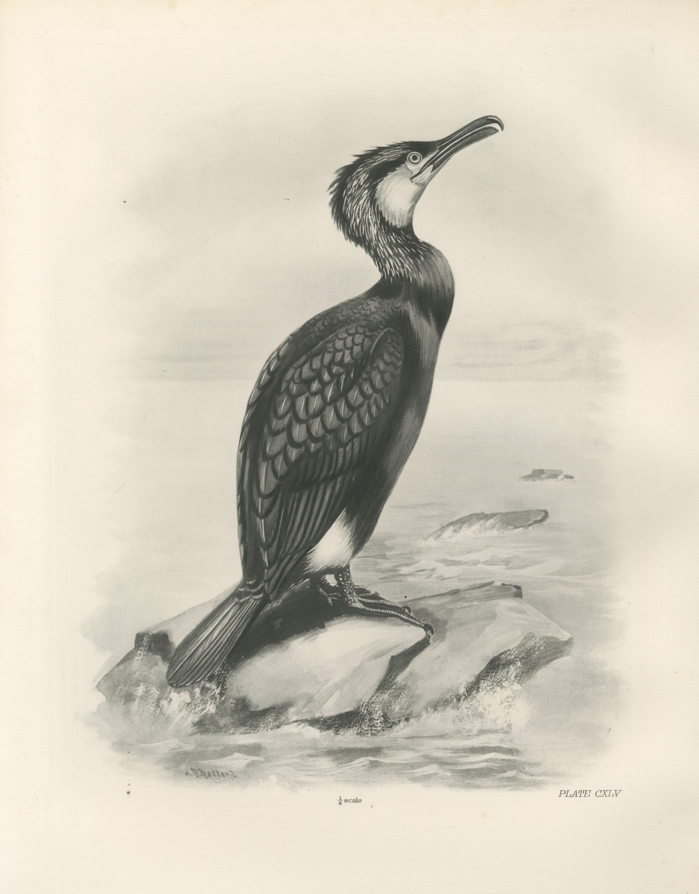 Cormorant in Breeding Plumage on a Rock after Lilian Medland, c. 1909