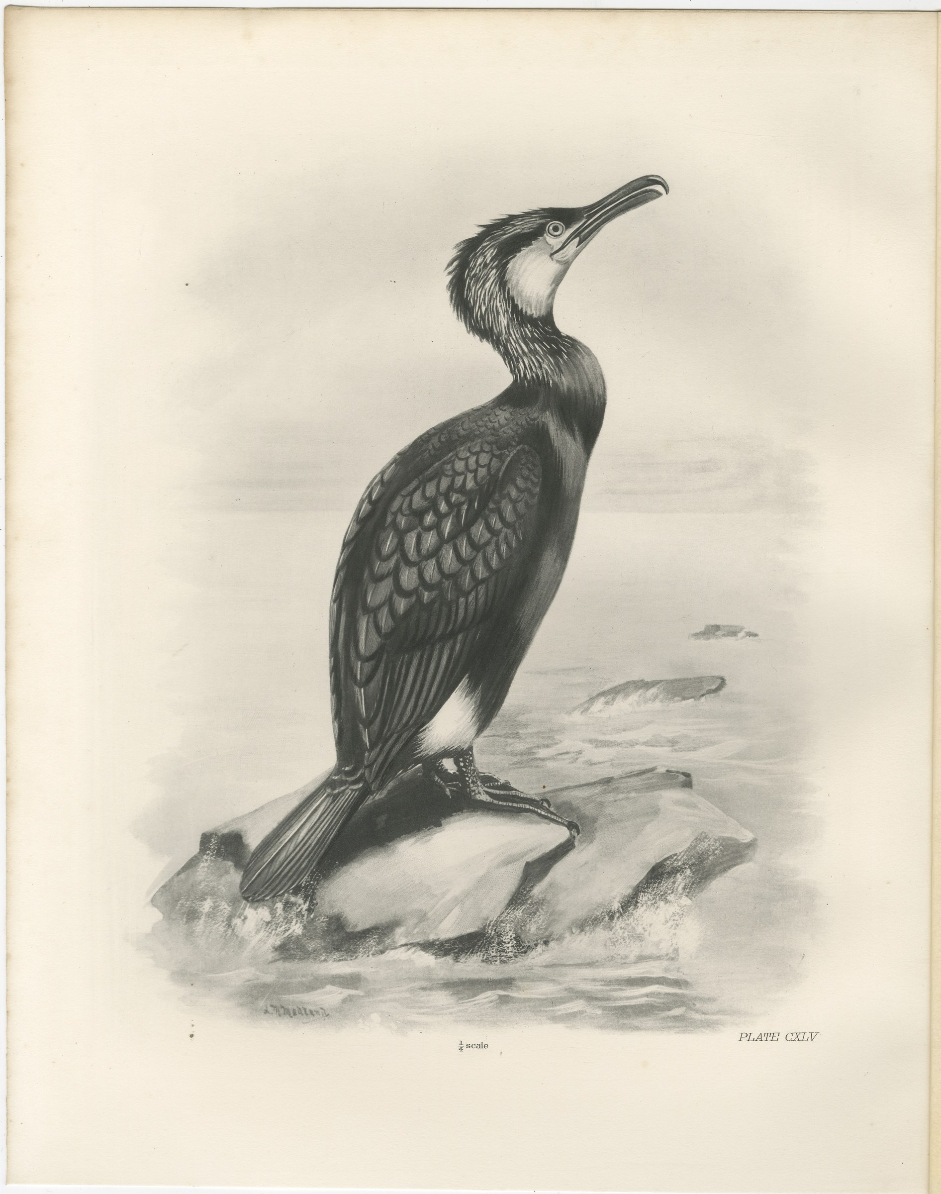 Great Cormorant, Antique Bird Print after Lilian Medland, circa 1909
