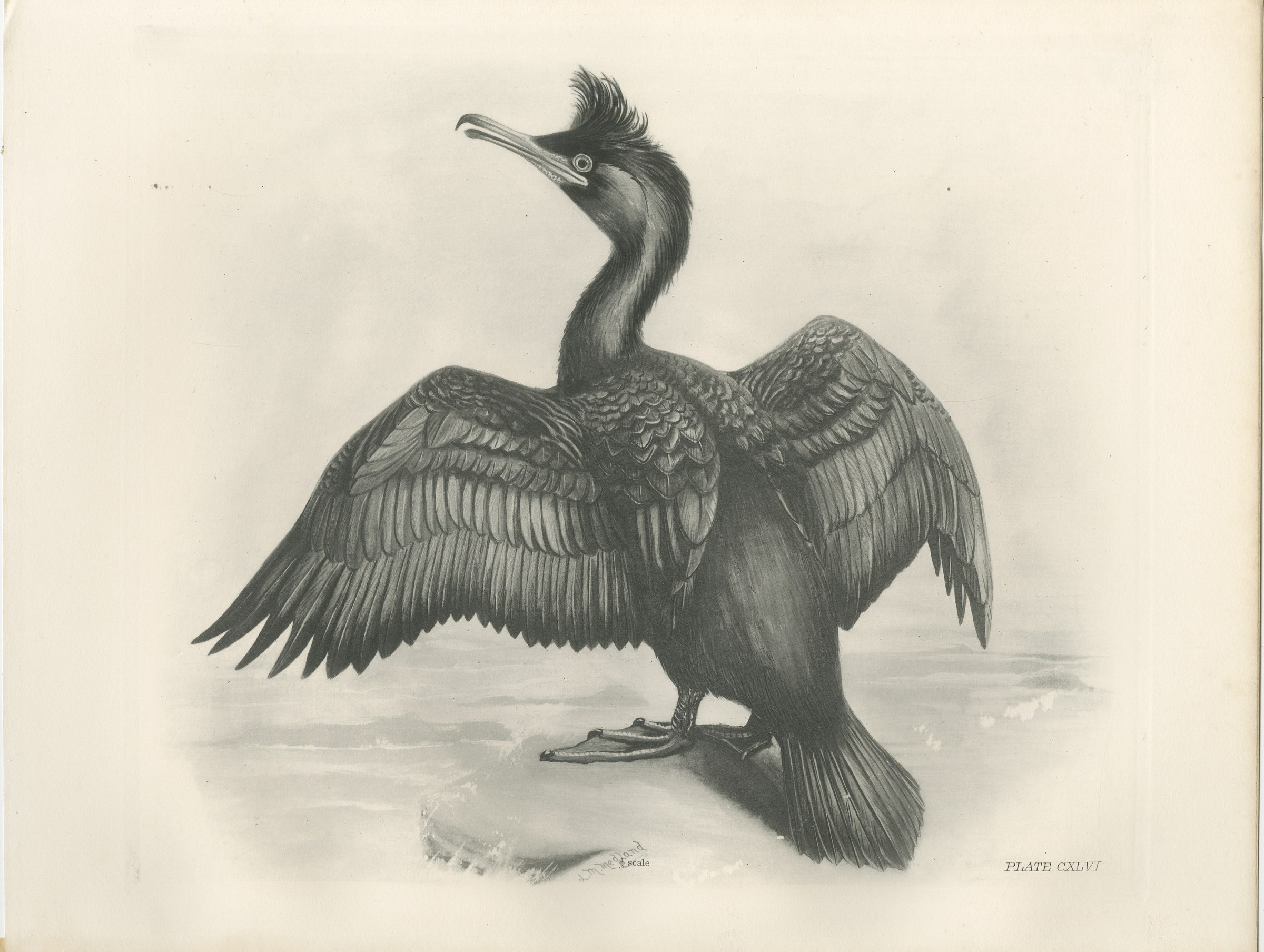 Shag, Antique Bird Print after Lilian Medland, circa 1909