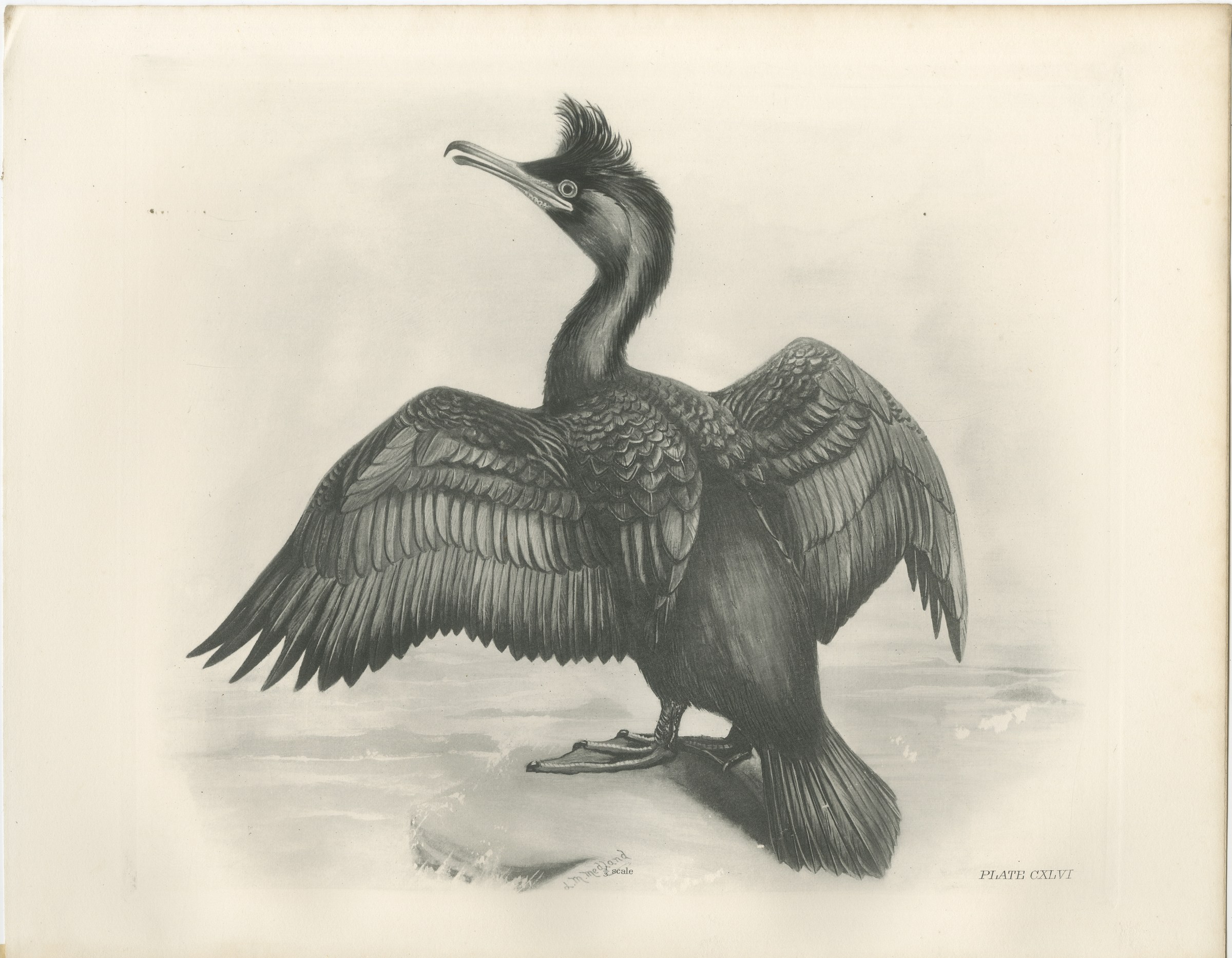 Shag, Antique Bird Print after Lilian Medland, circa 1909