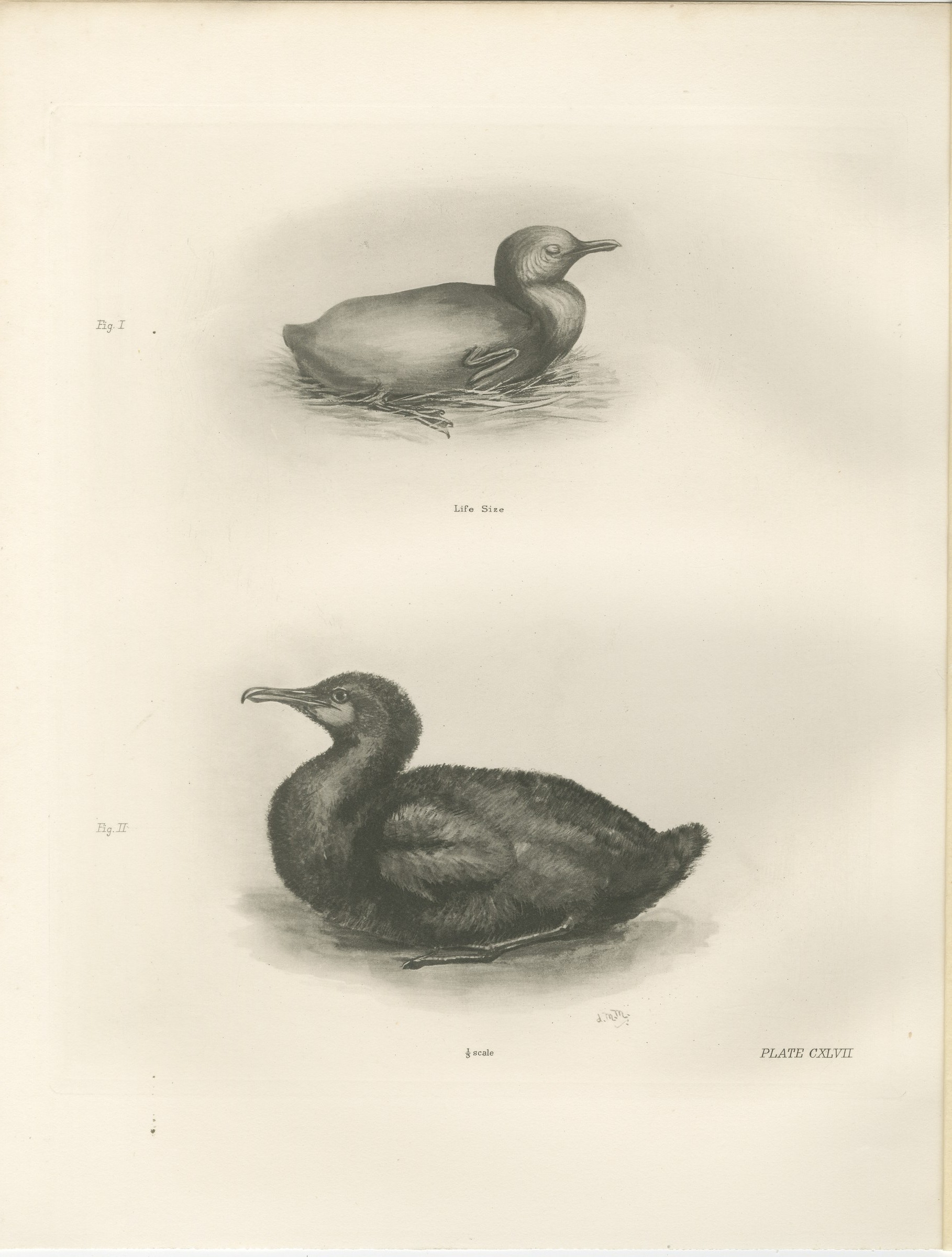 Young Cormorants, Antique Bird Print after Lilian Medland, circa 1909