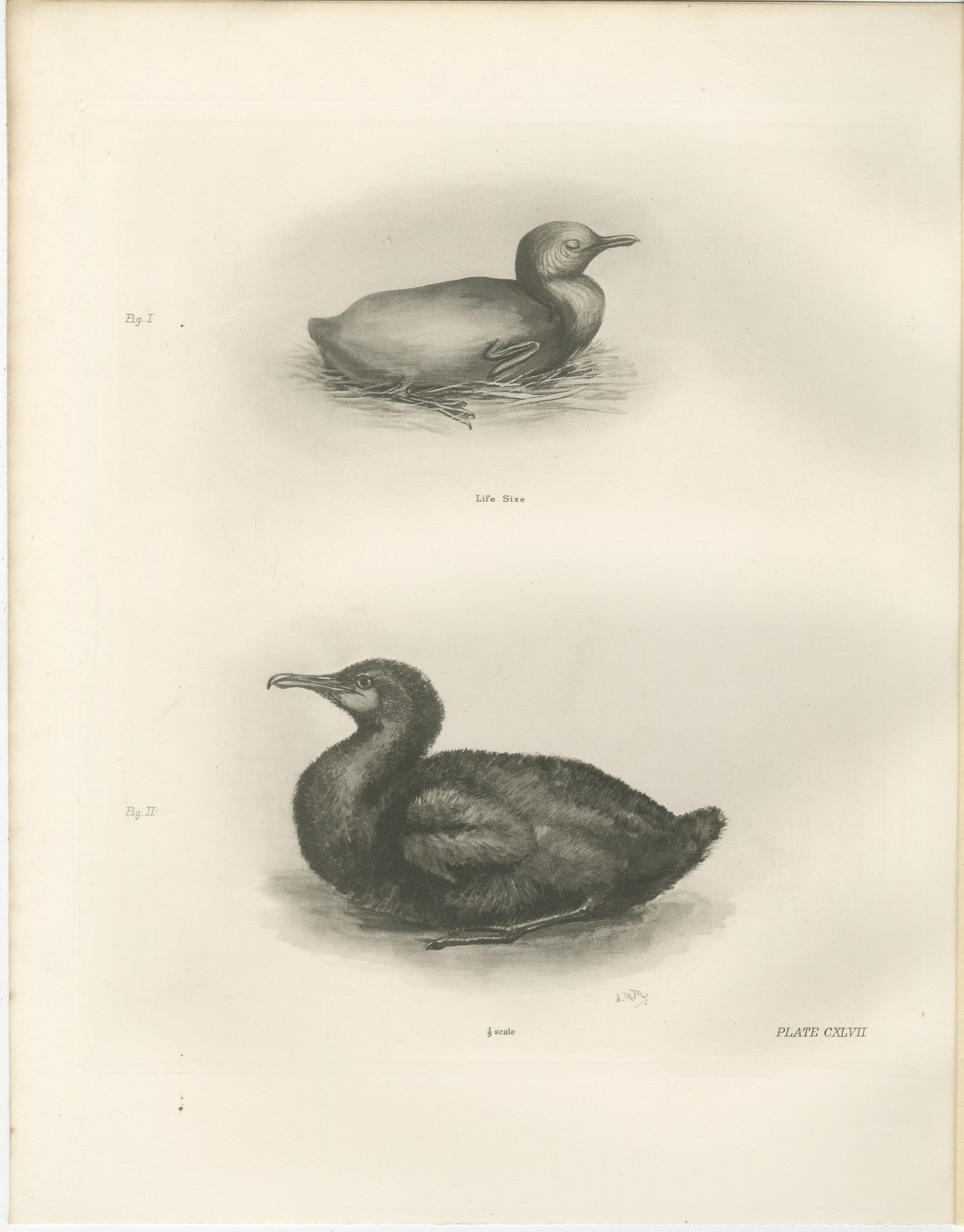 Young Cormorants, Antique Bird Print after Lilian Medland, circa 1909