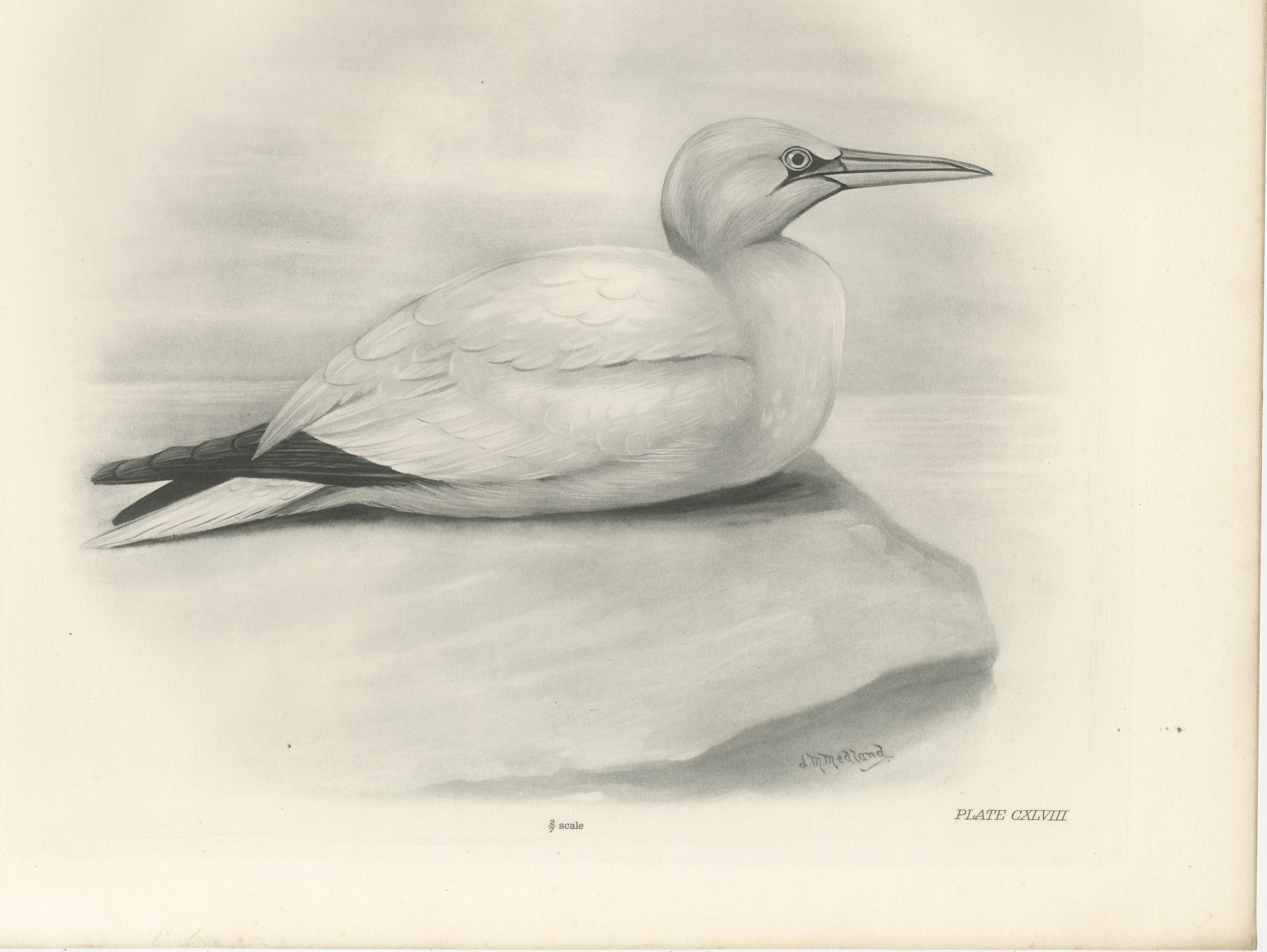 Gannet, Antique Bird Print after Lilian Medland, circa 1909