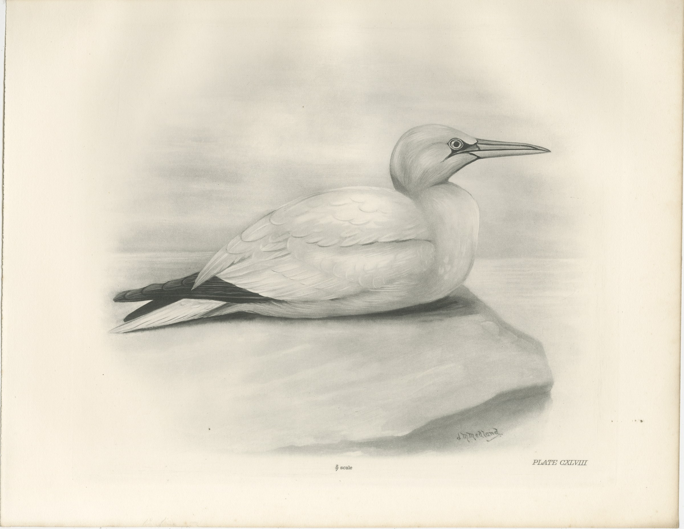 Gannet, Antique Bird Print after Lilian Medland, circa 1909