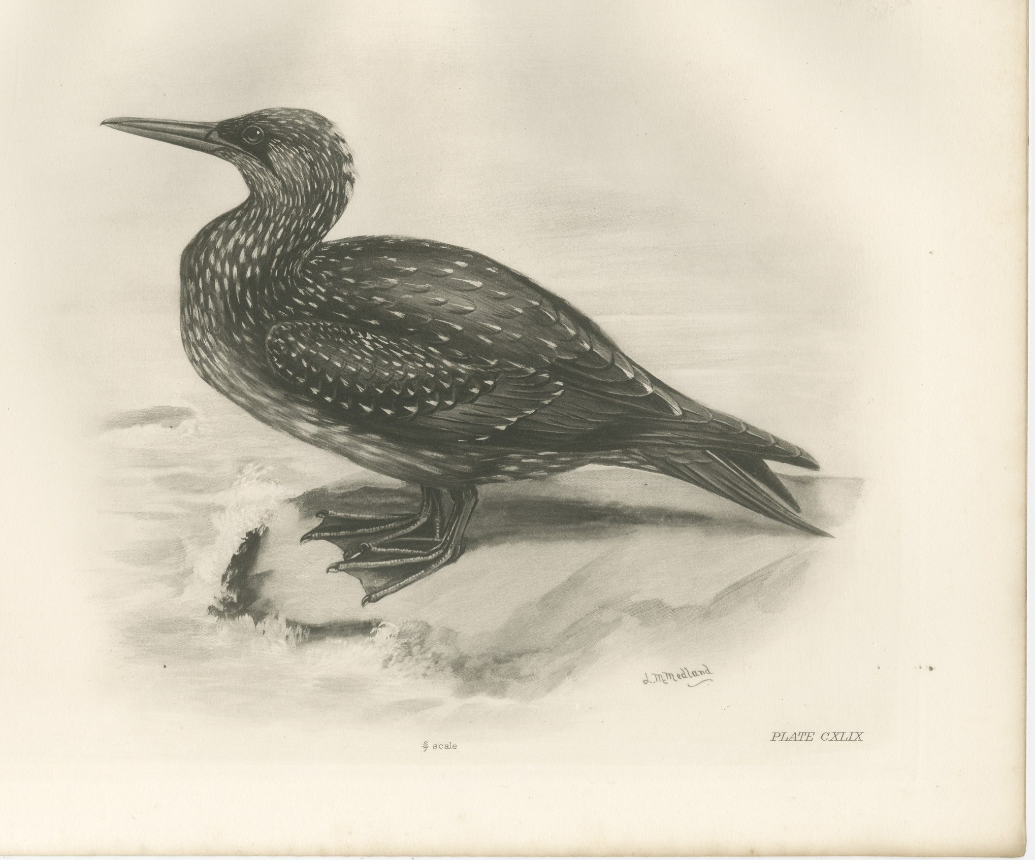 Gannet, Immature, Antique Bird Print after Lilian Medland, circa 1909