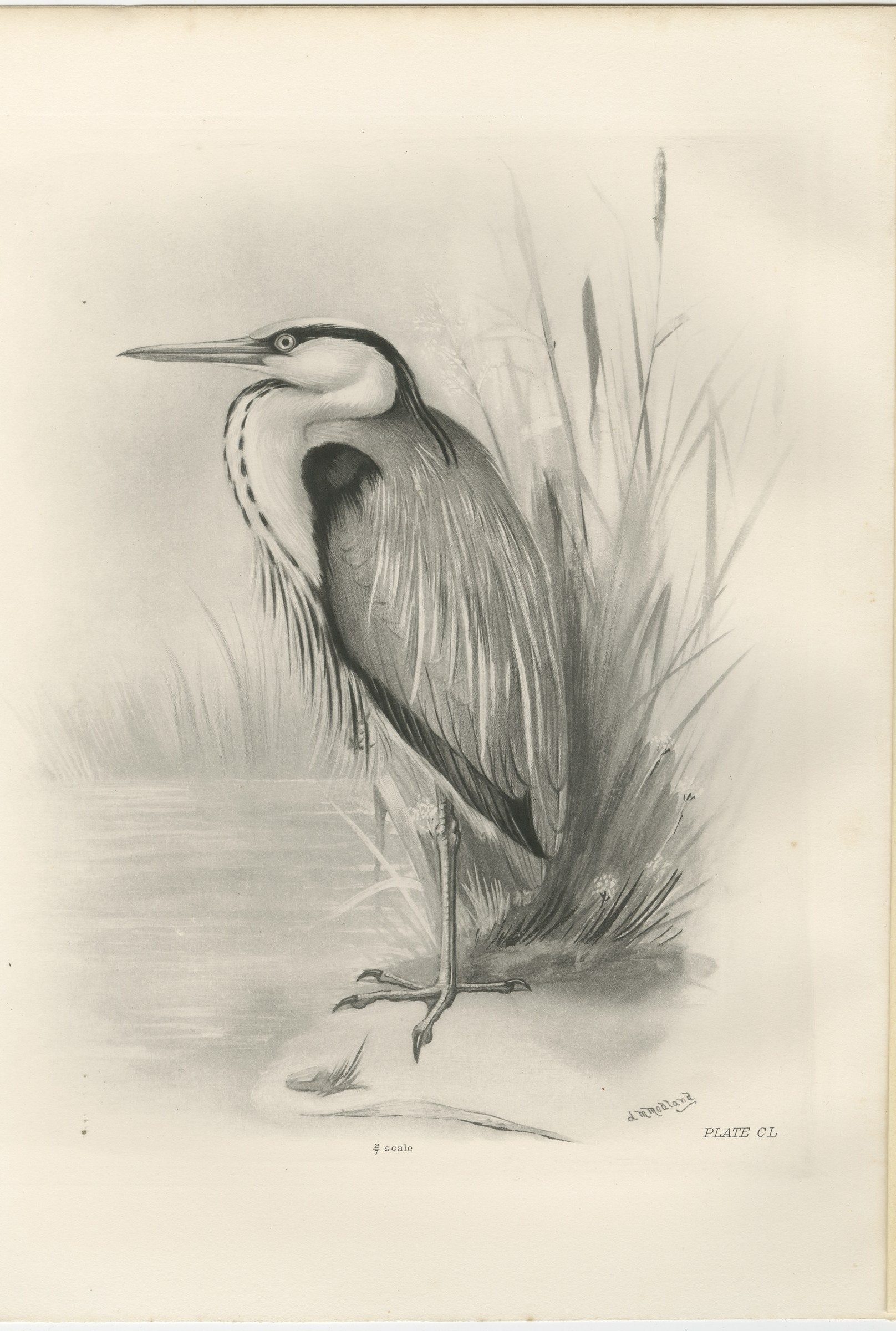 Grey Heron, Antique Bird Print after Lilian Medland, circa 1909