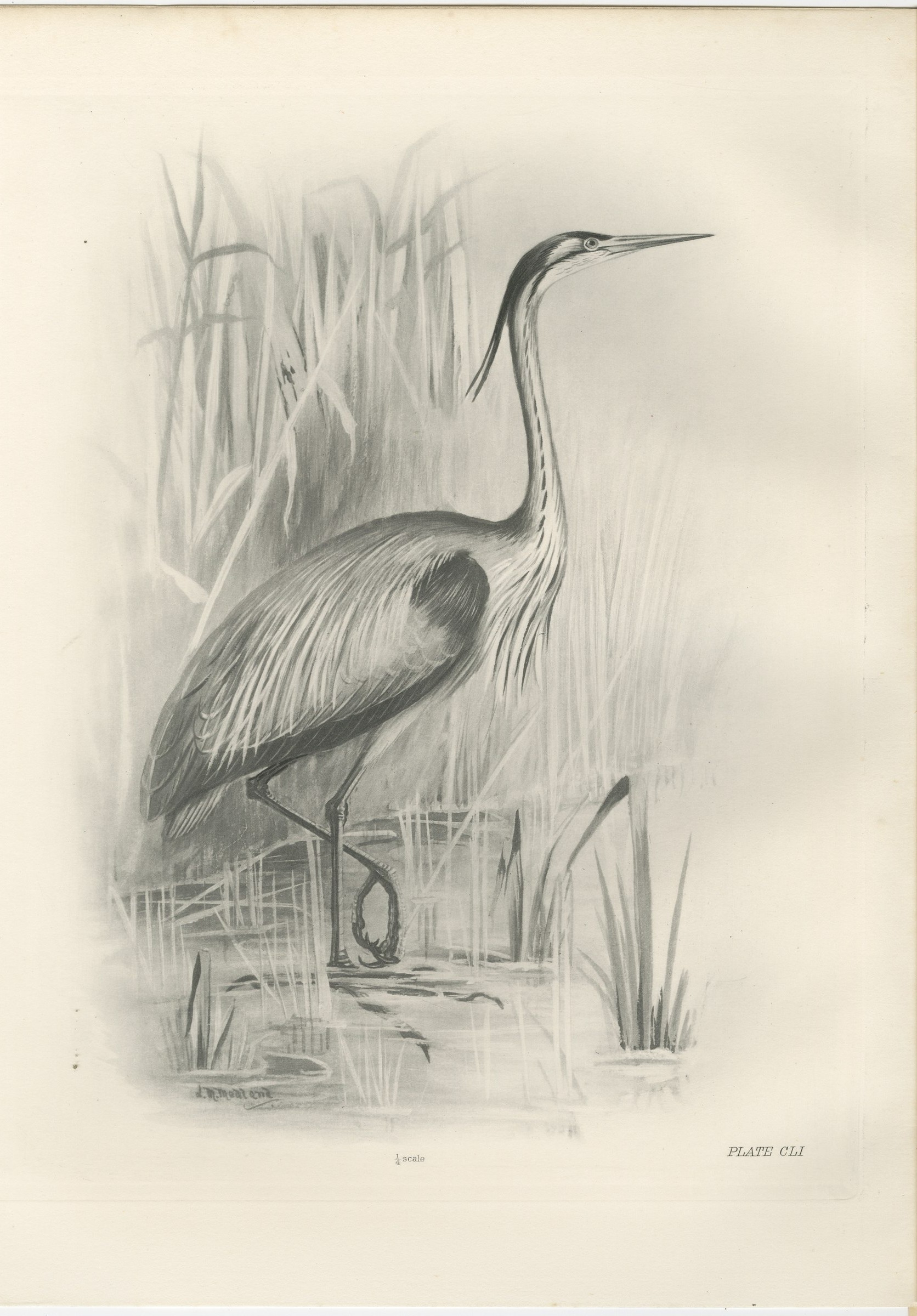 Grey Heron at the Water, Antique Bird Print after Lilian Medland, circa 1909